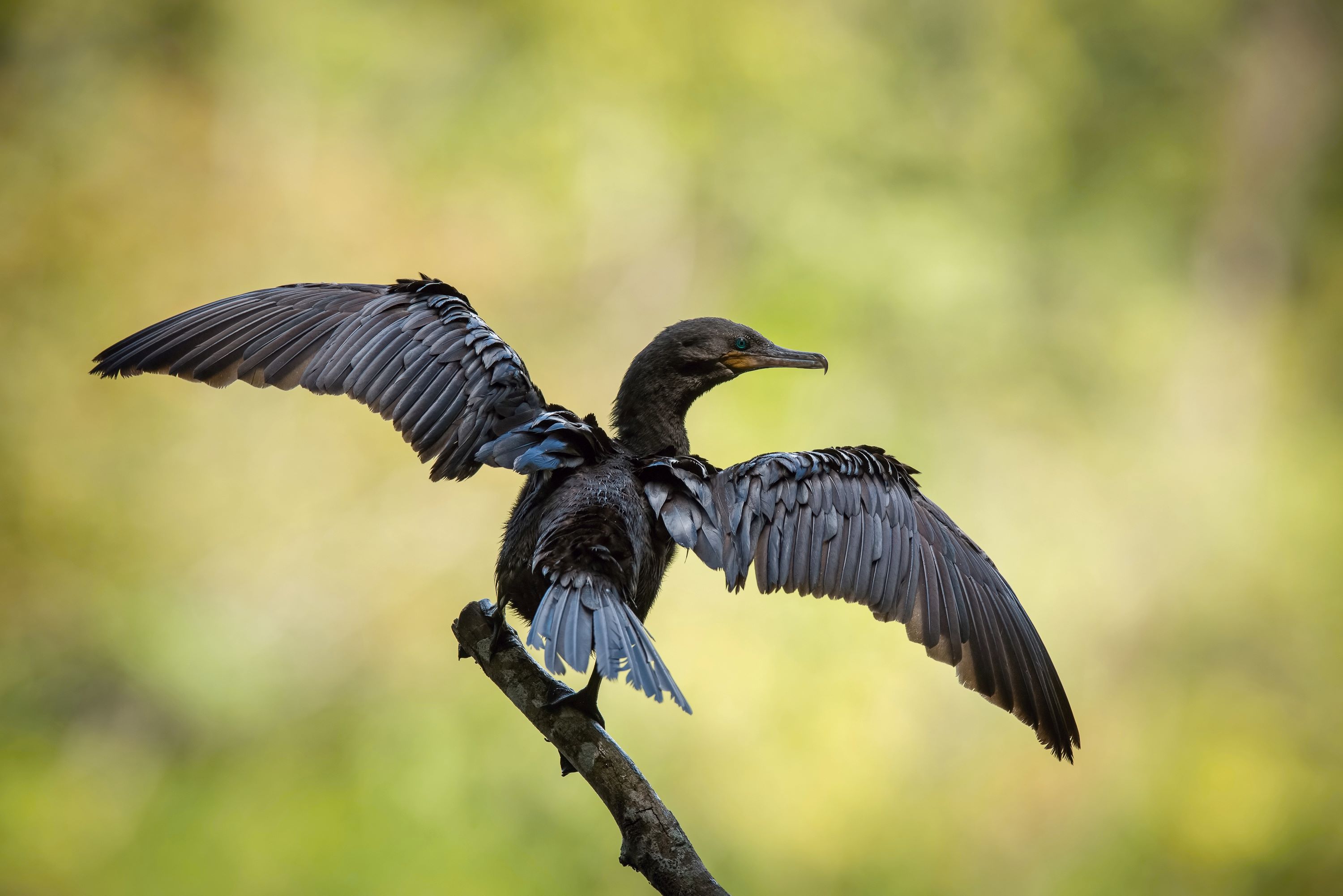 The Neotropic Cormorant