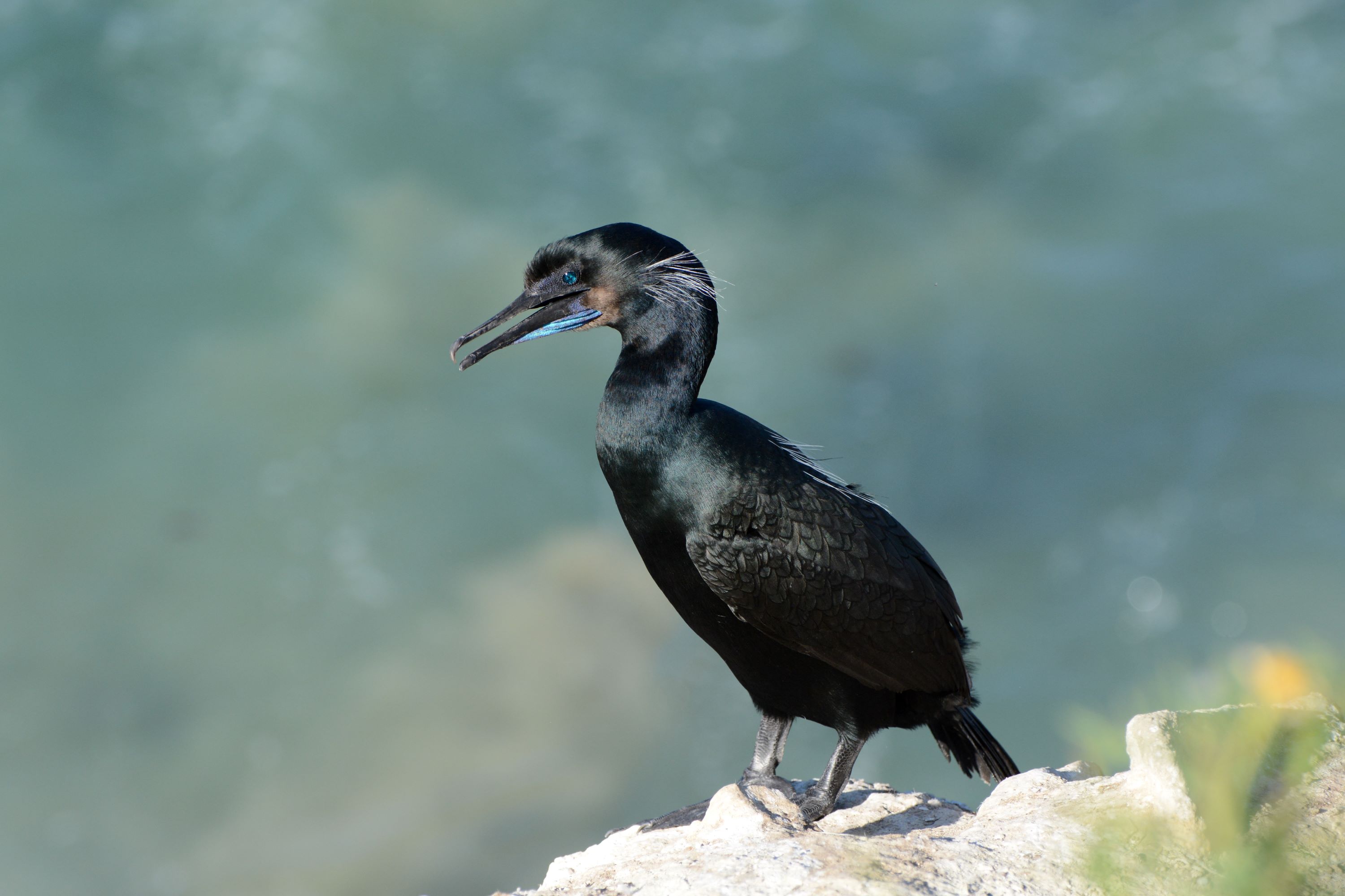 The Brandt's Cormorant