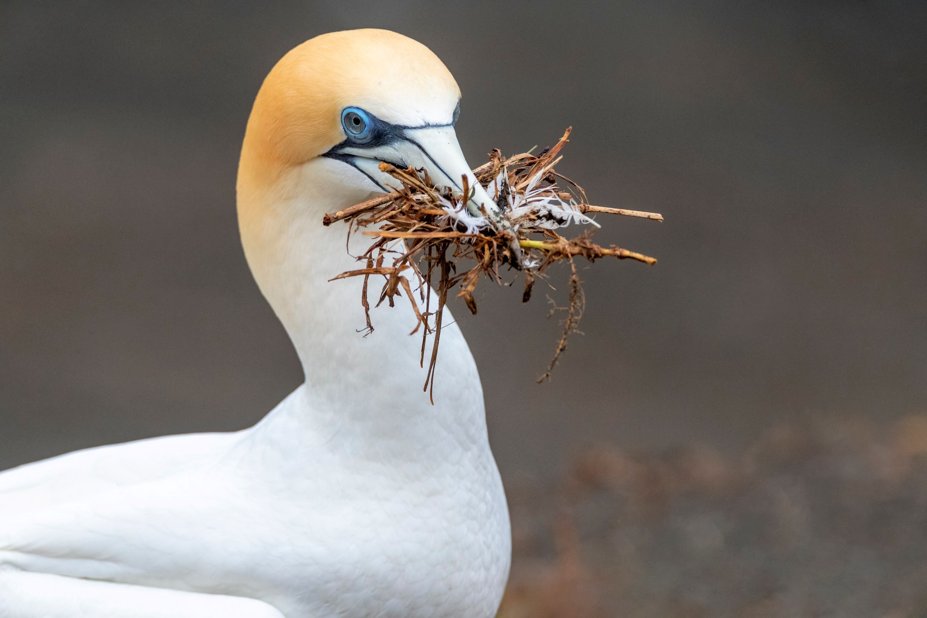 The Australasian Gannet