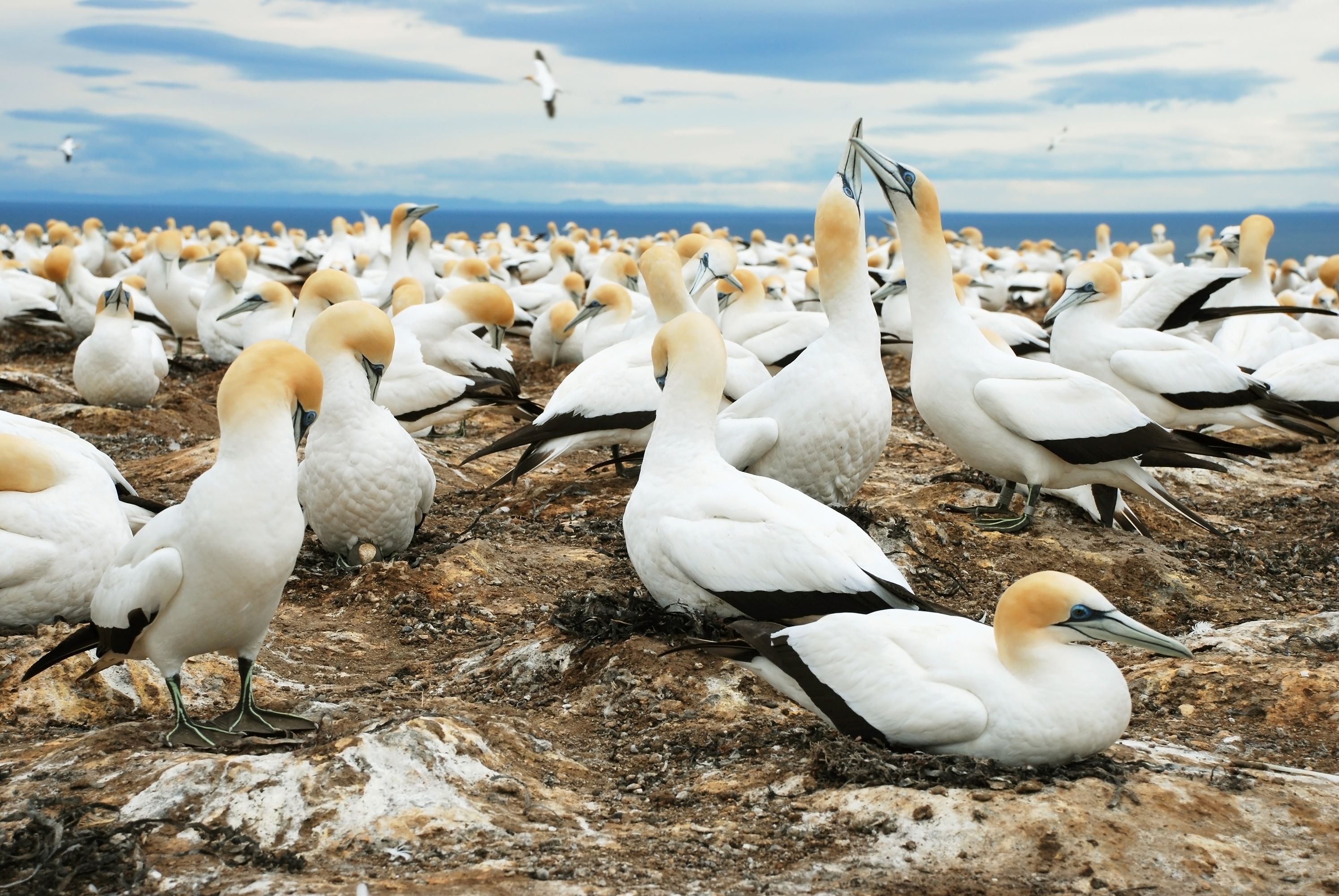 The Australasian Gannet