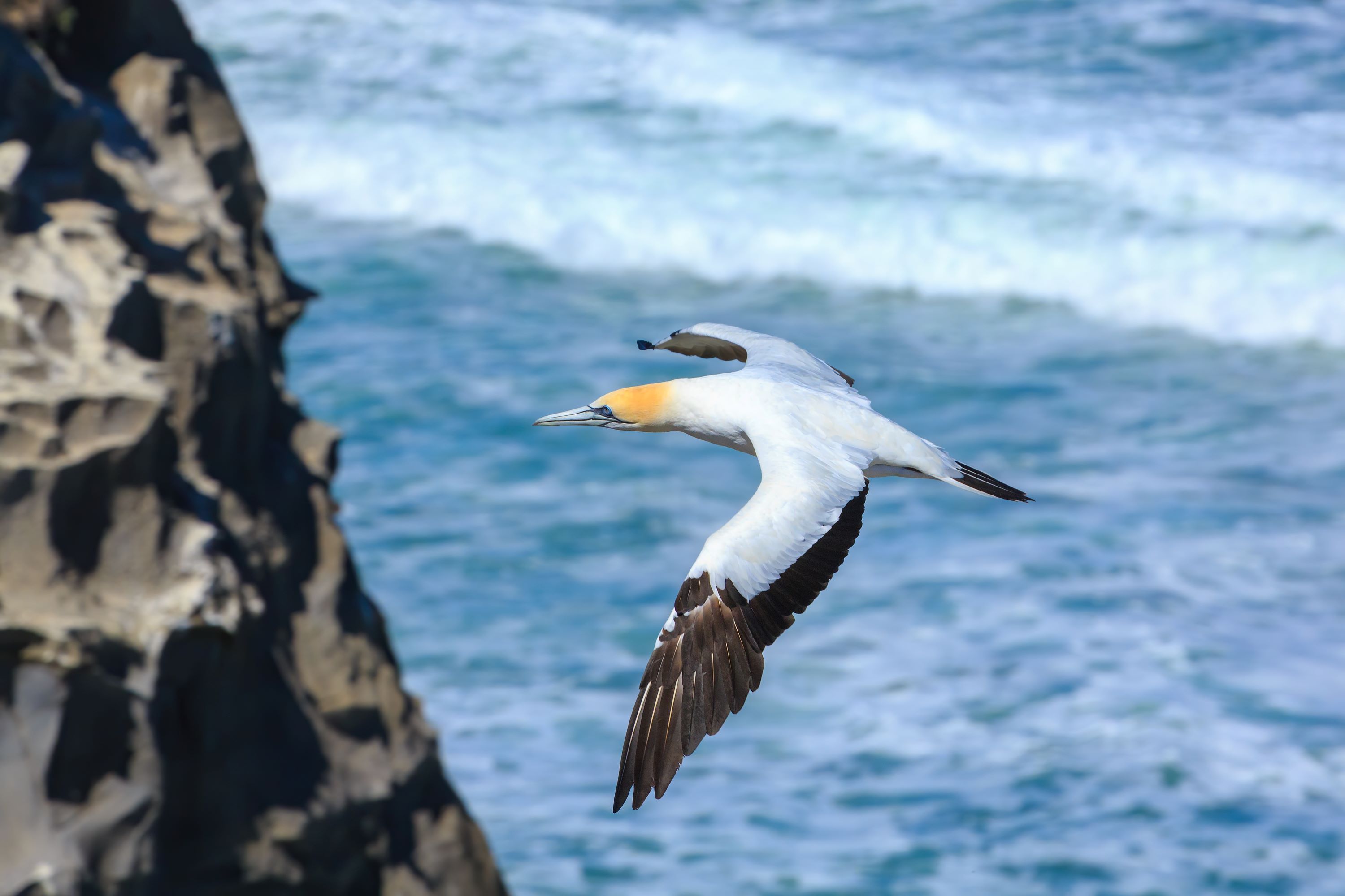 The Australasian Gannet