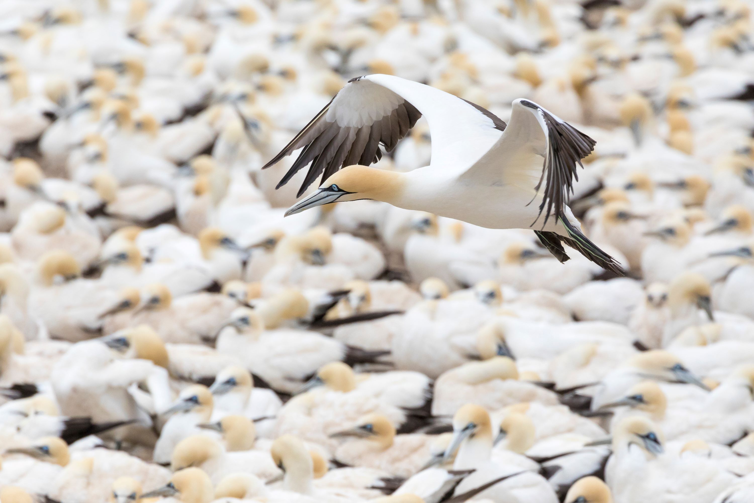 The Cape Gannet