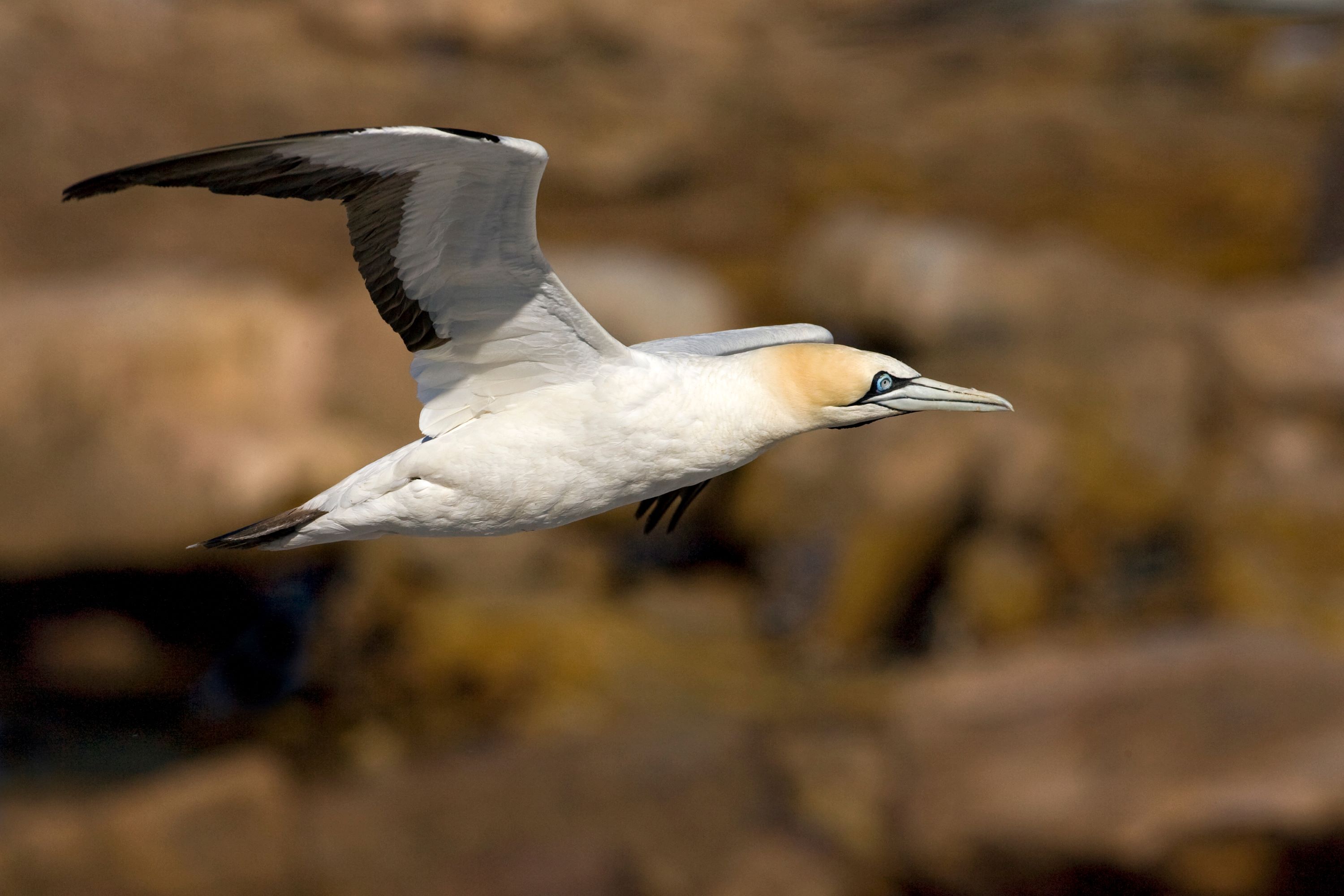 The Cape Gannet