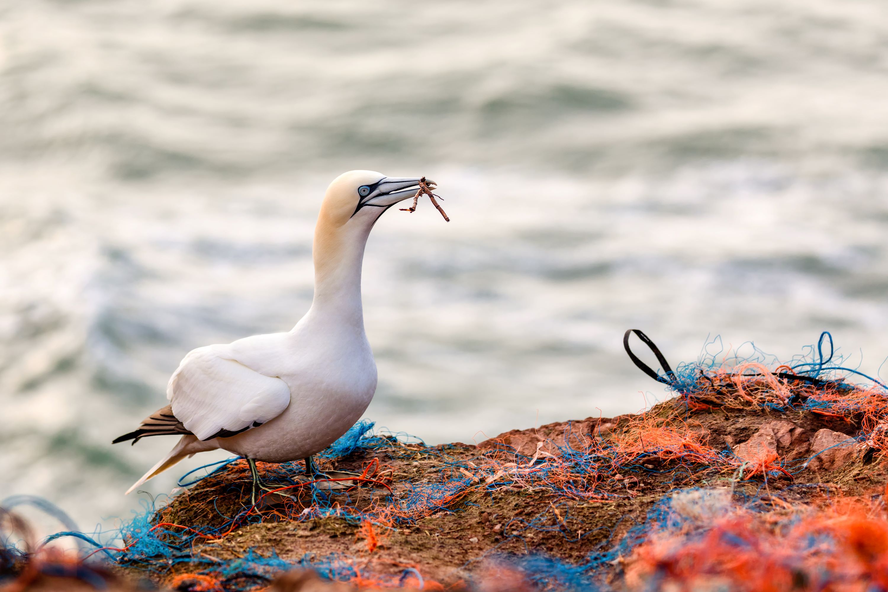 The Northern Gannet