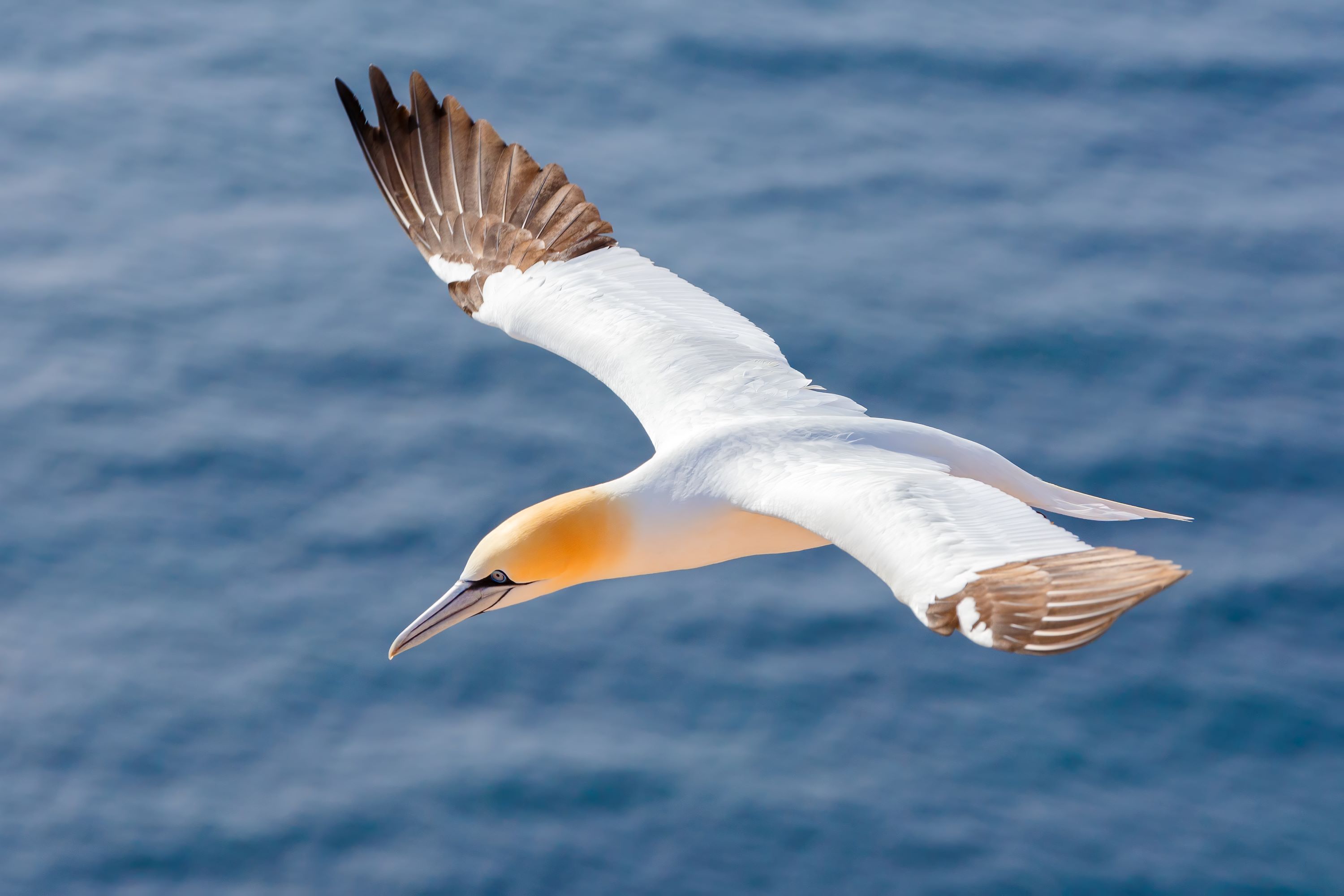 The Northern Gannet