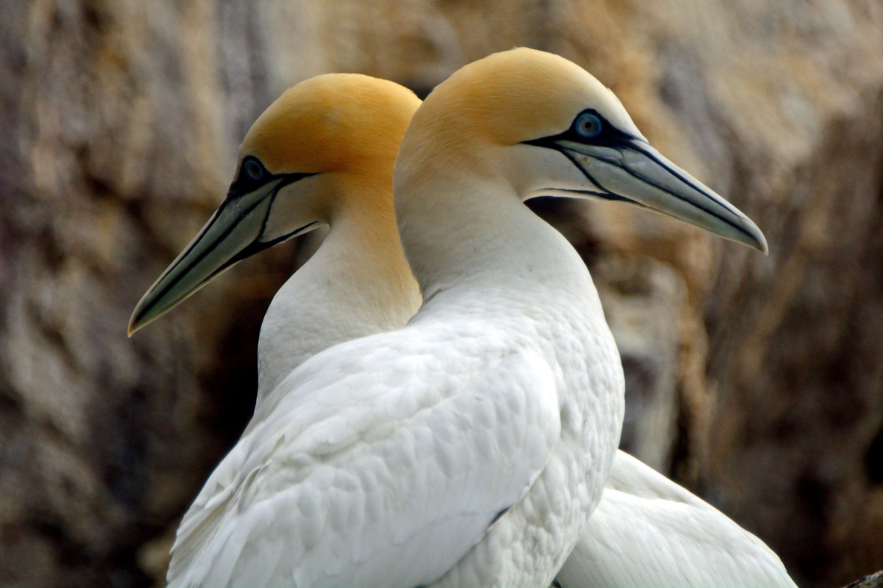 The Northern Gannet