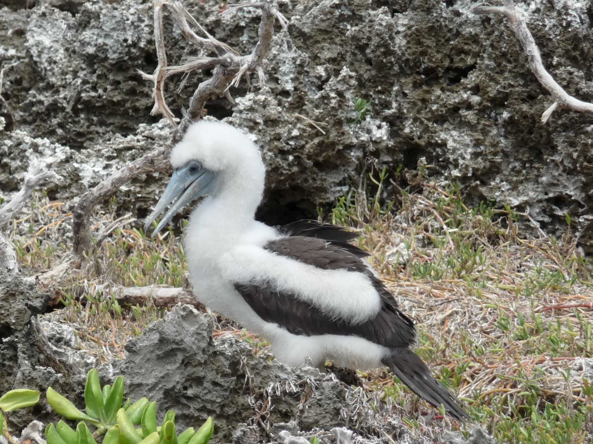 The Abbott's Booby