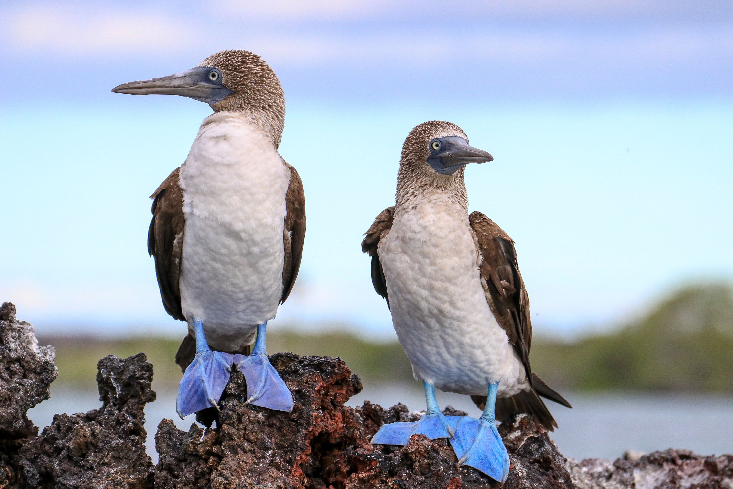 Blue-footed Booby