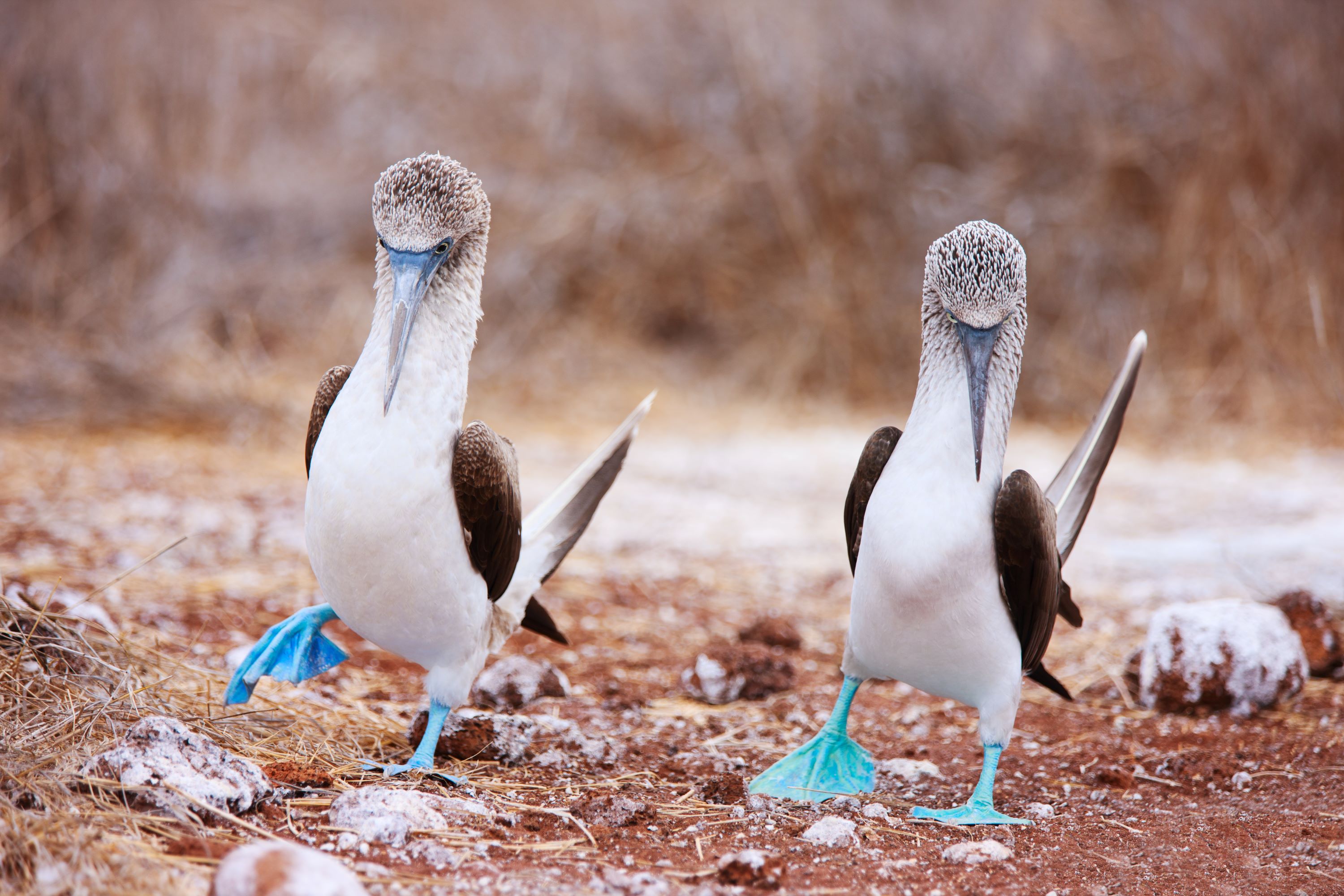 Blue-footed Booby