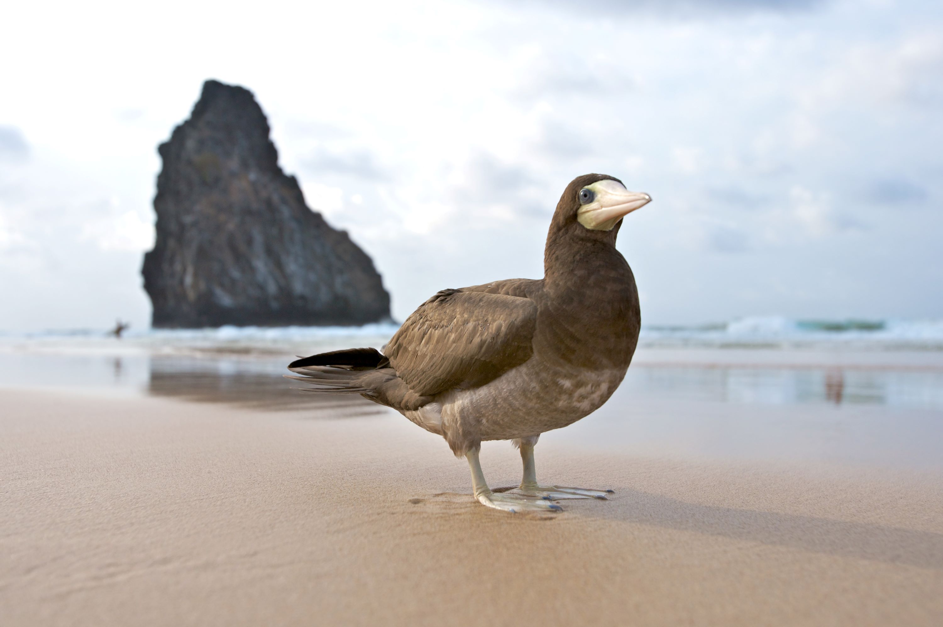 The Brown Booby