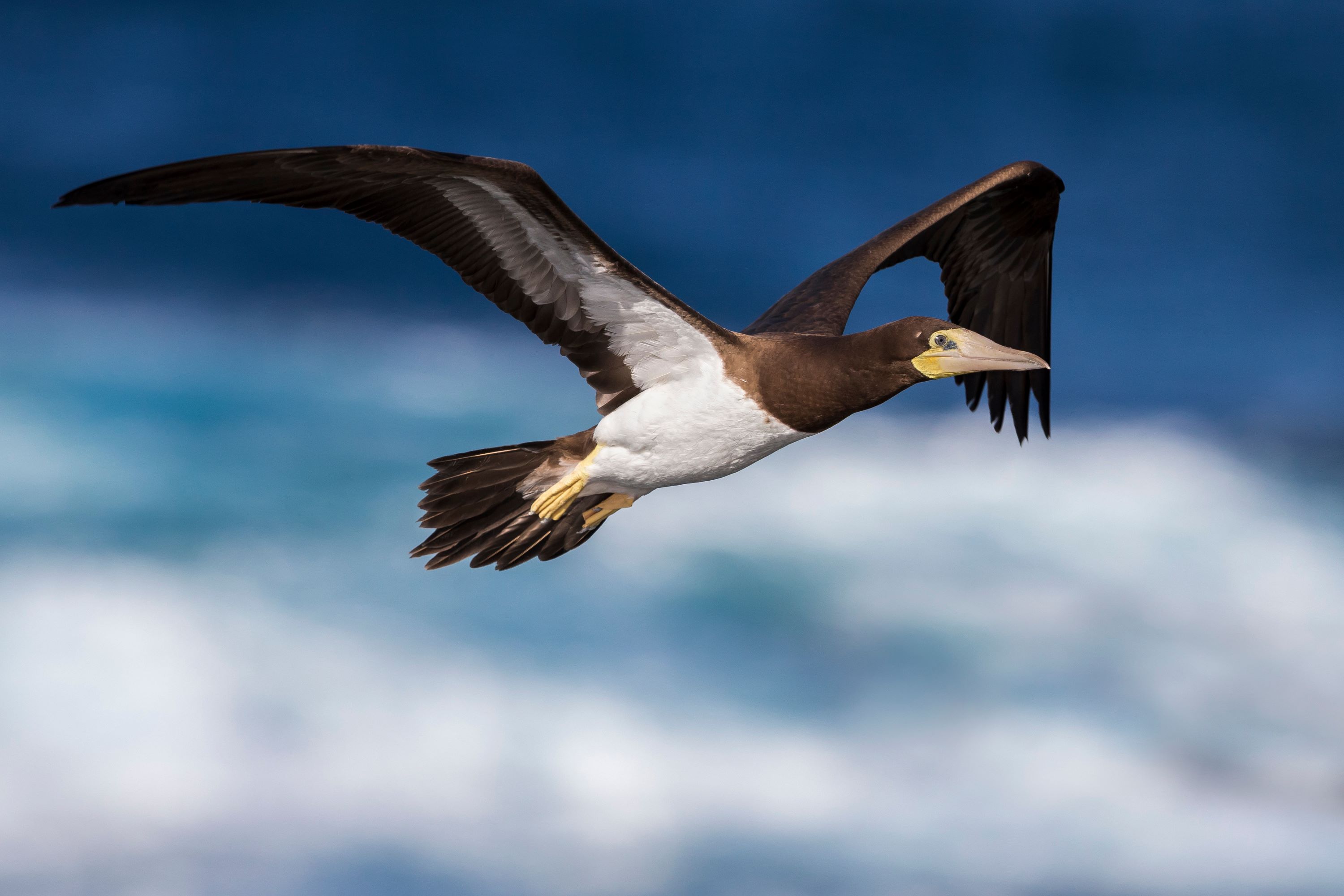 The Brown Booby