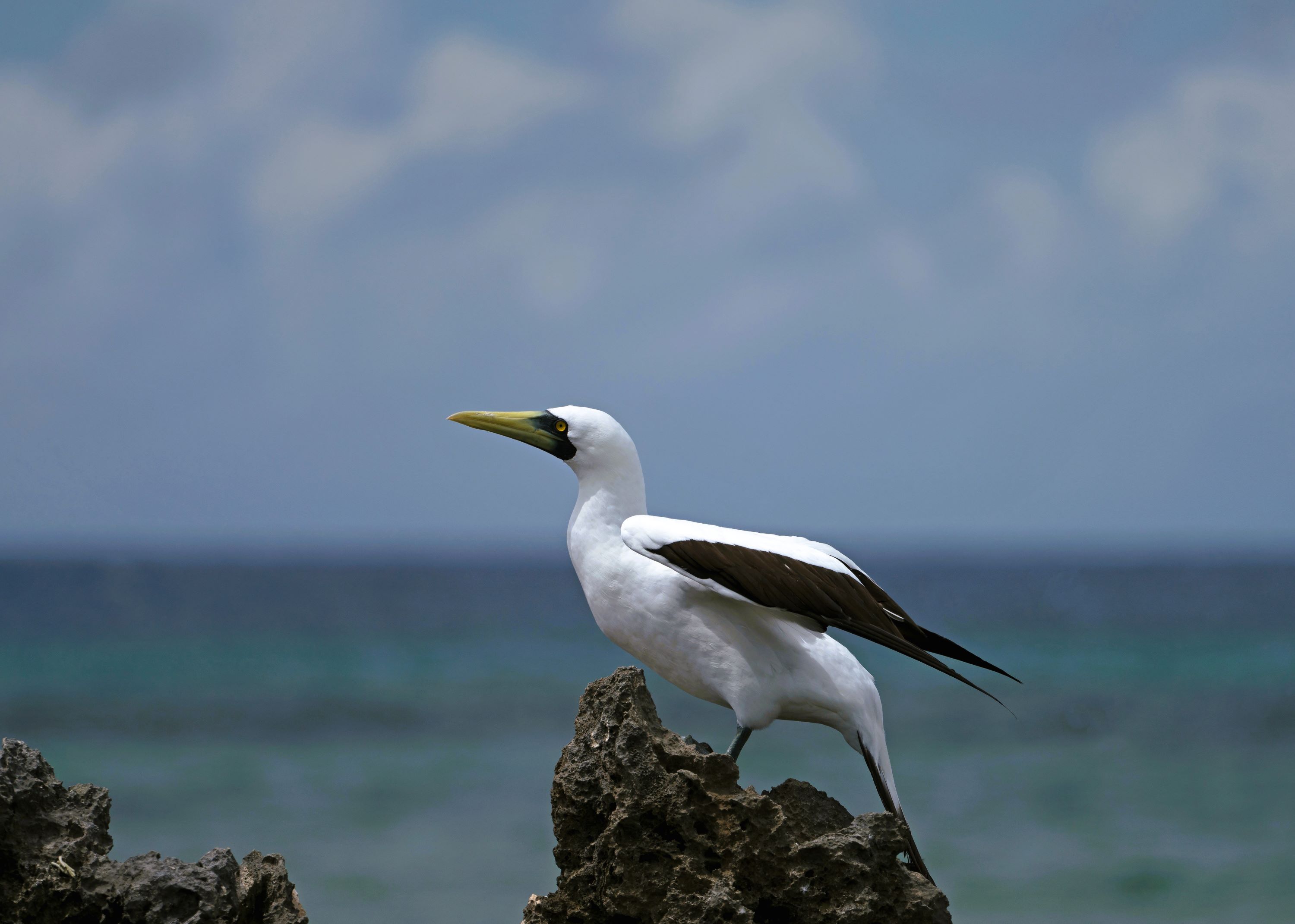 The Masked Booby