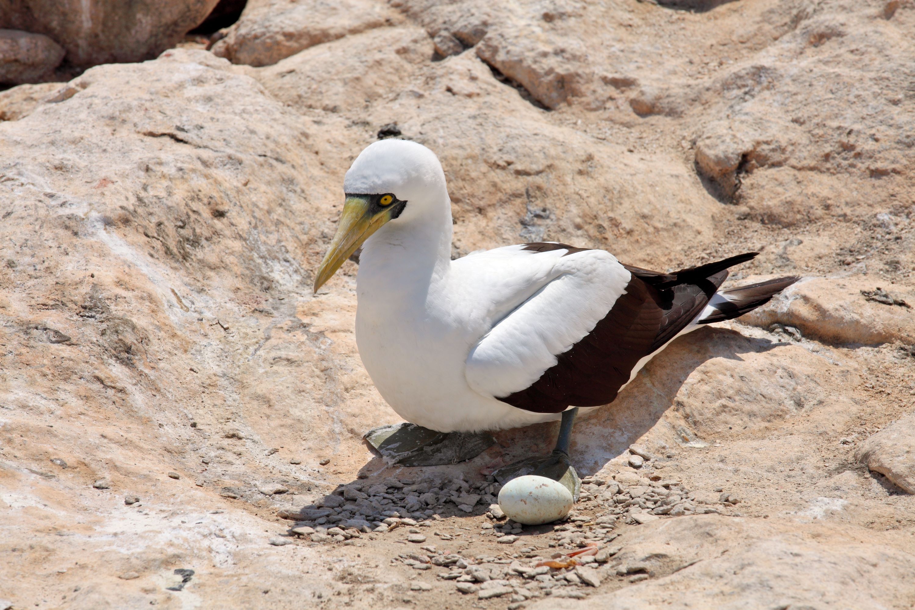 The Masked Booby