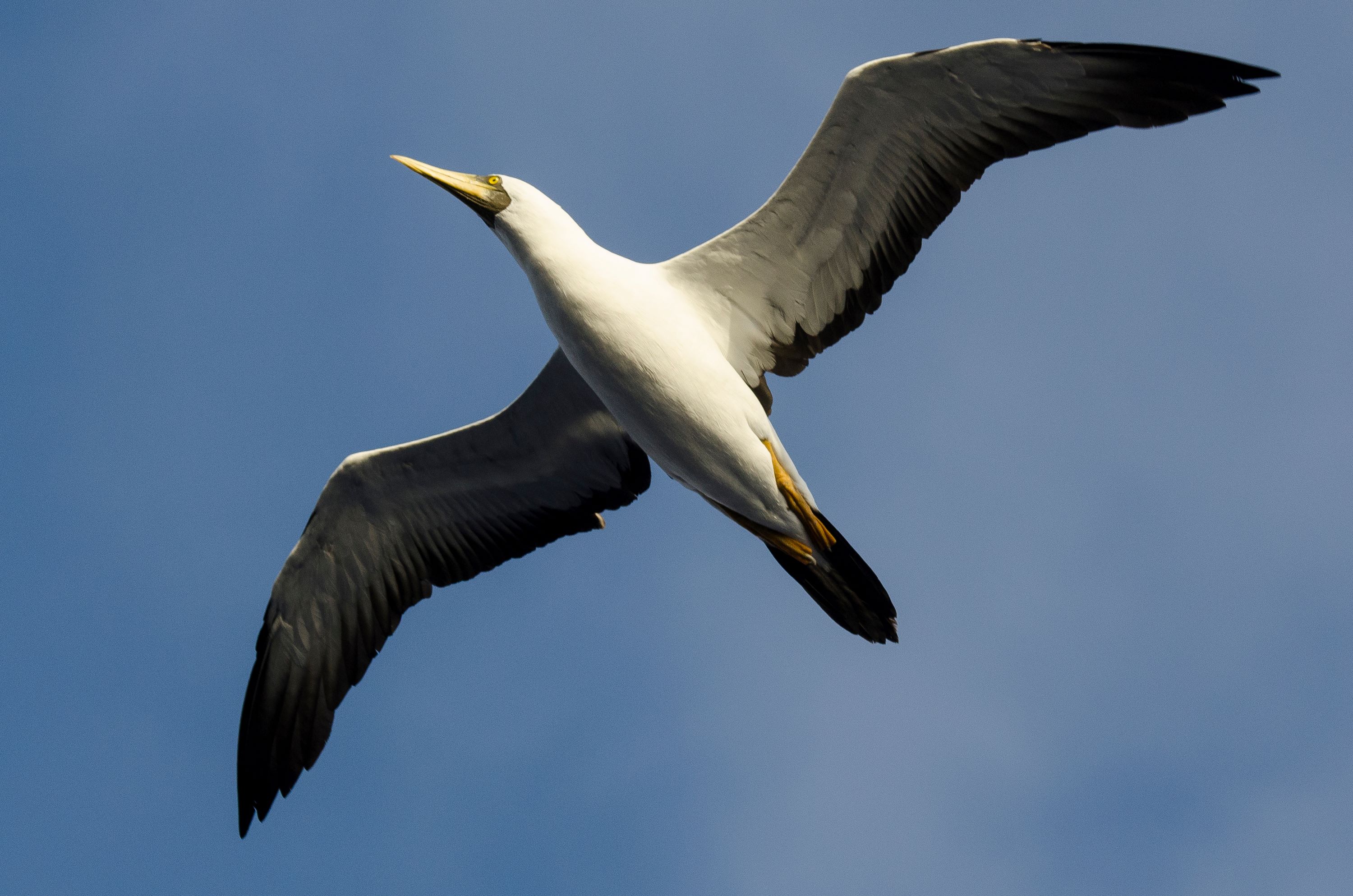 The Masked Booby