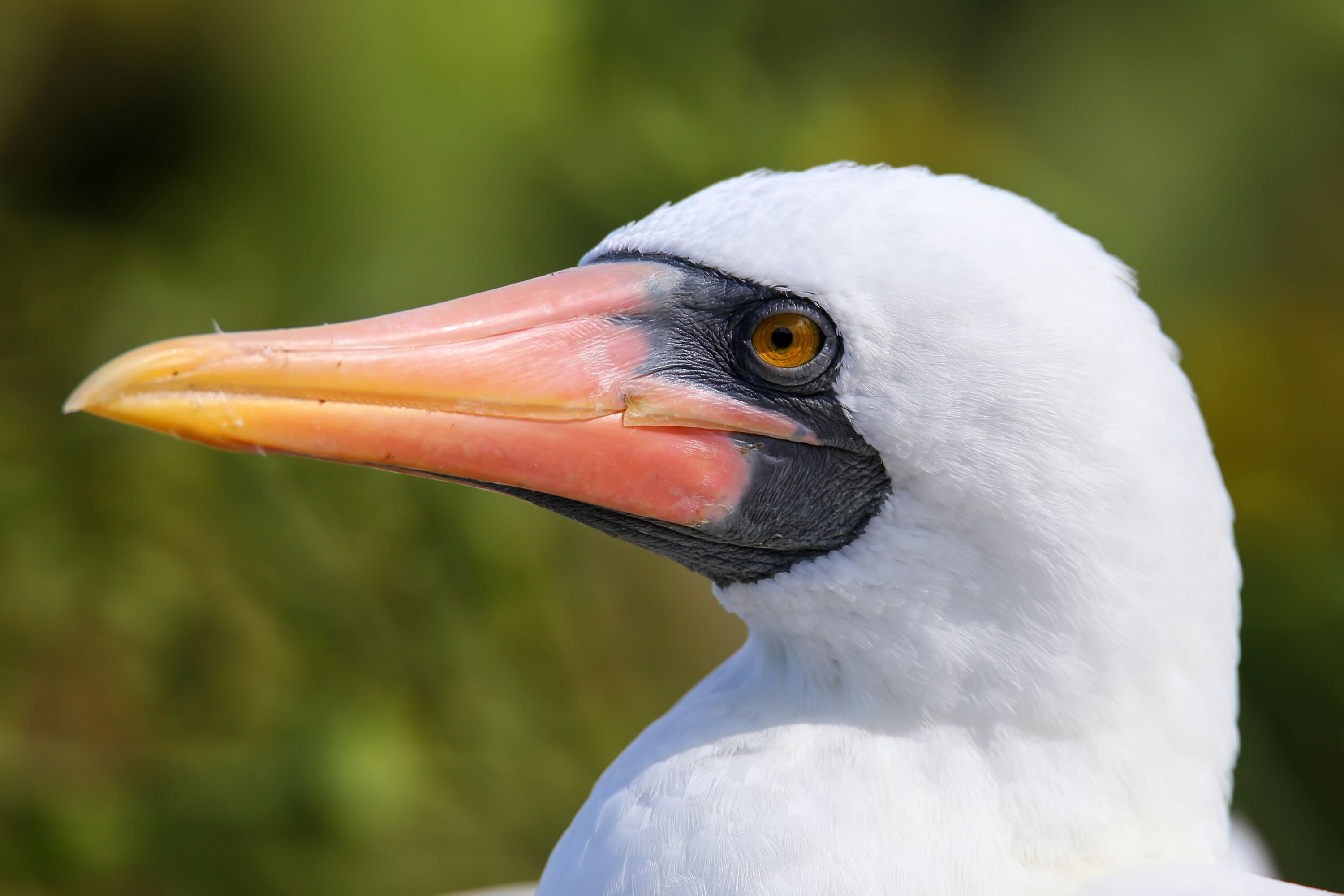 The Nazca Booby