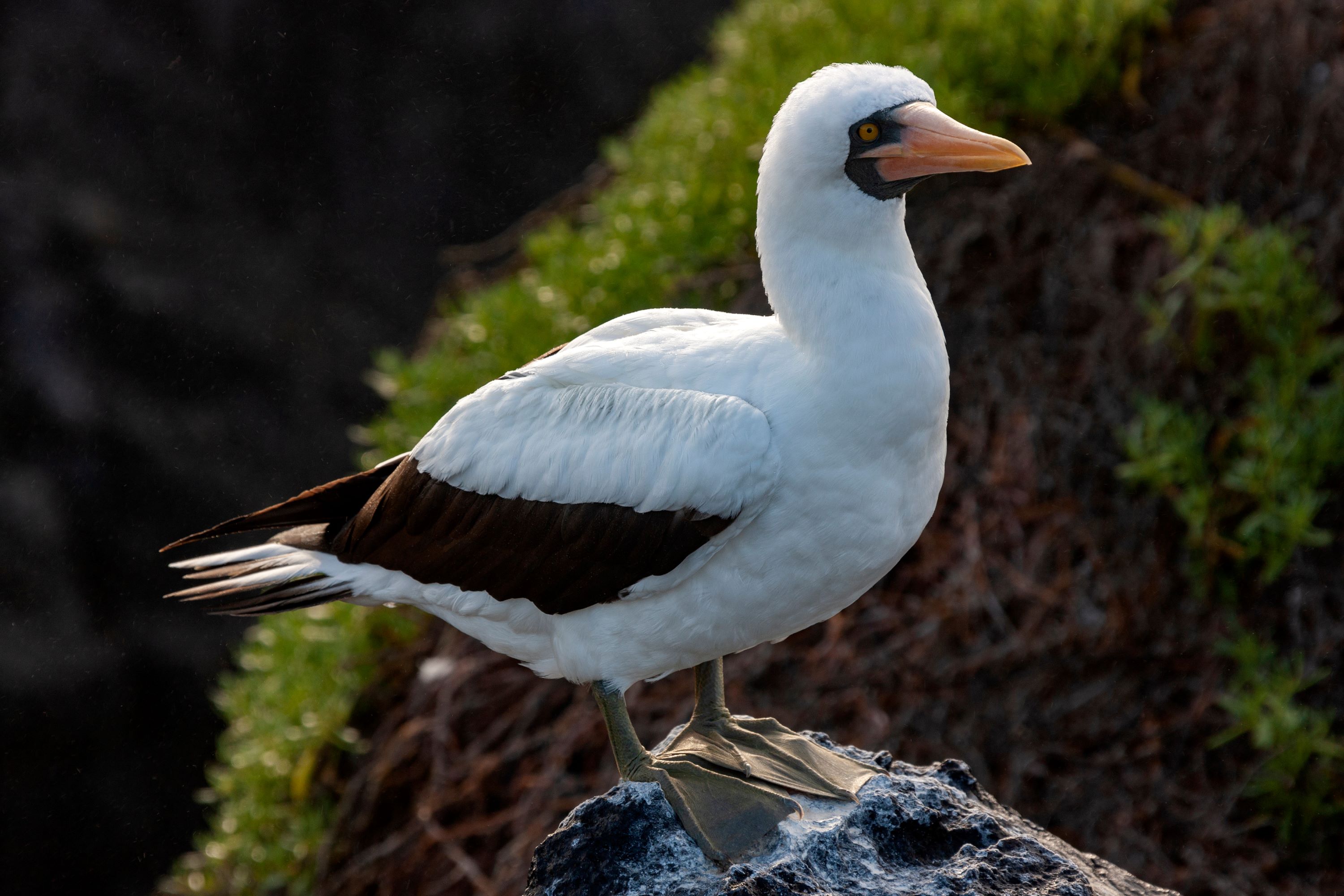 The Nazca Booby