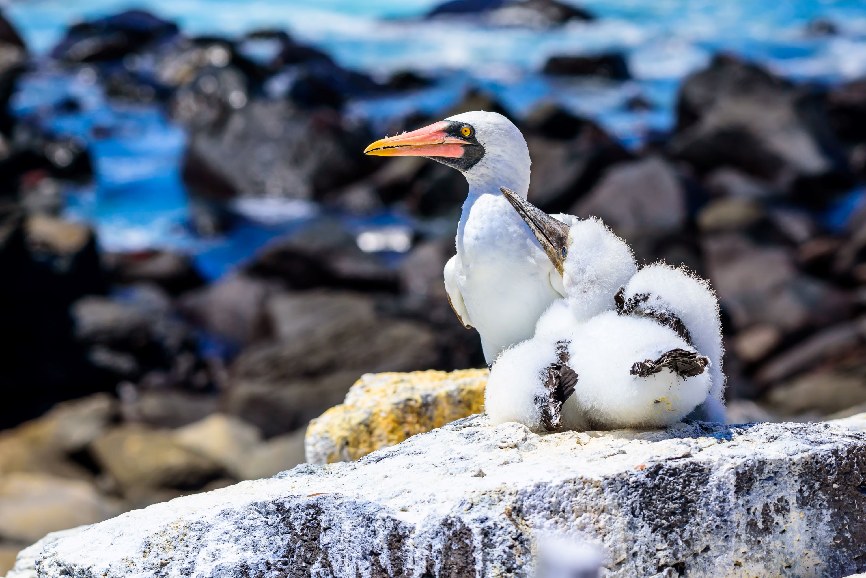 The Nazca Booby