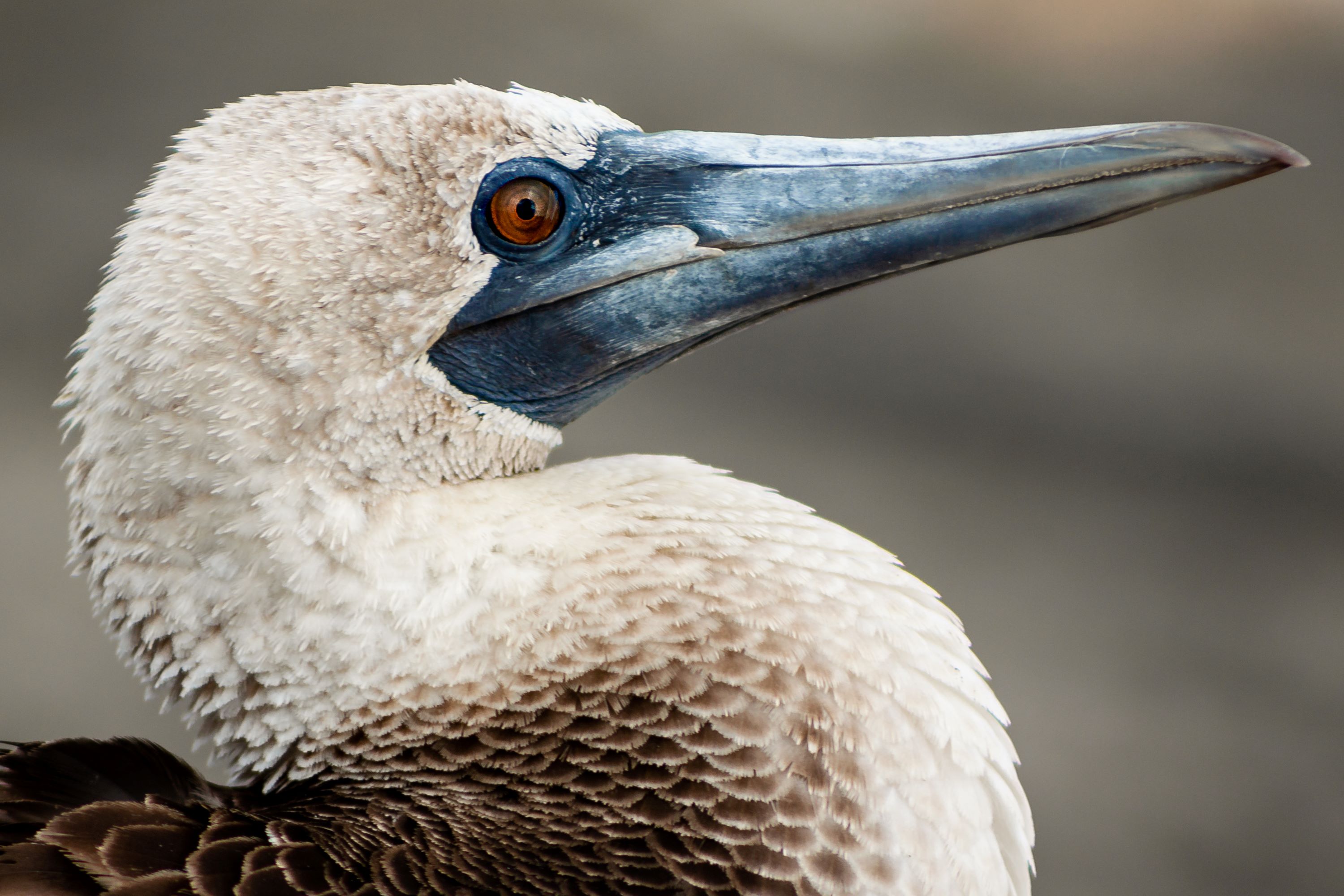 The Peruvian Booby