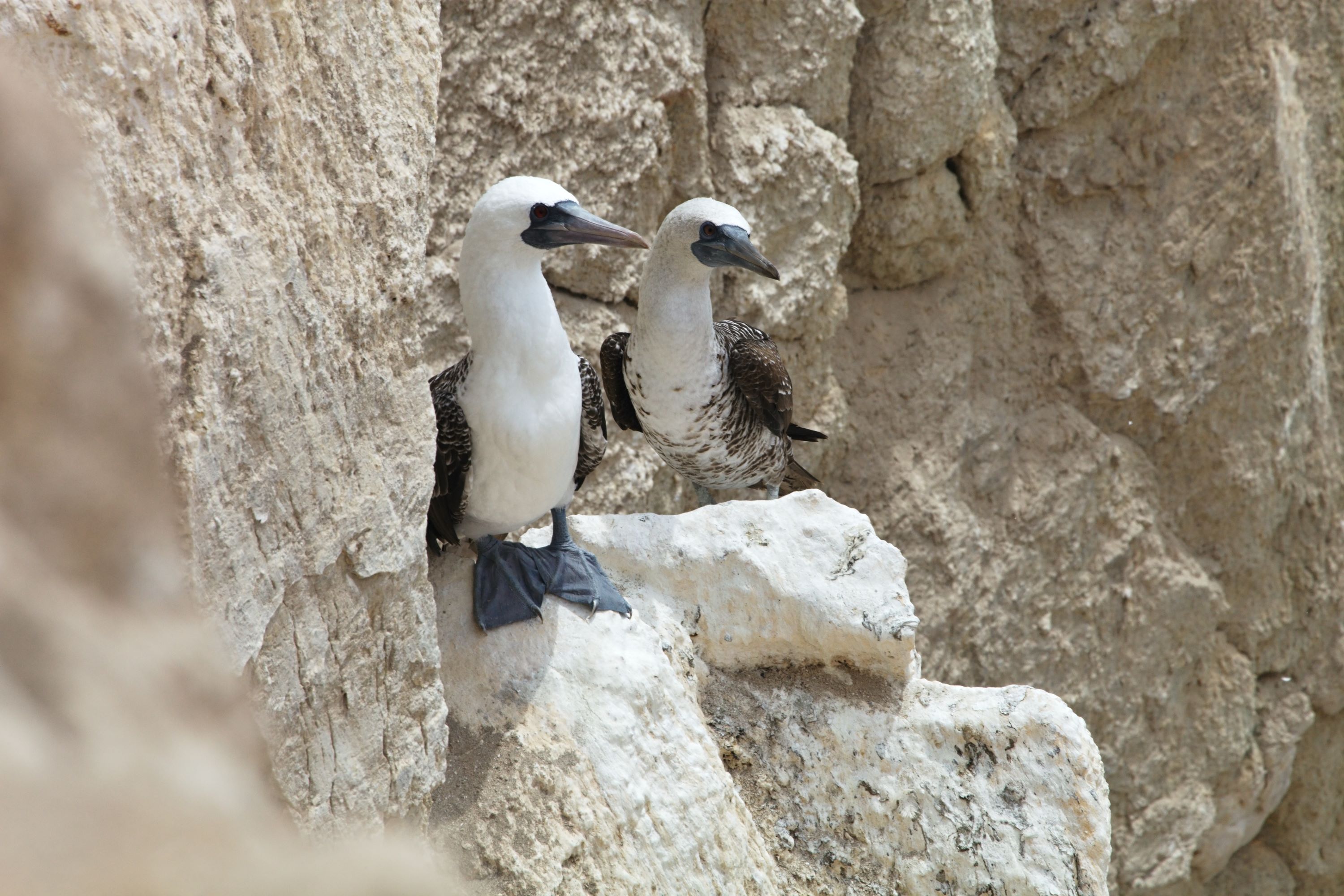 The Peruvian Booby