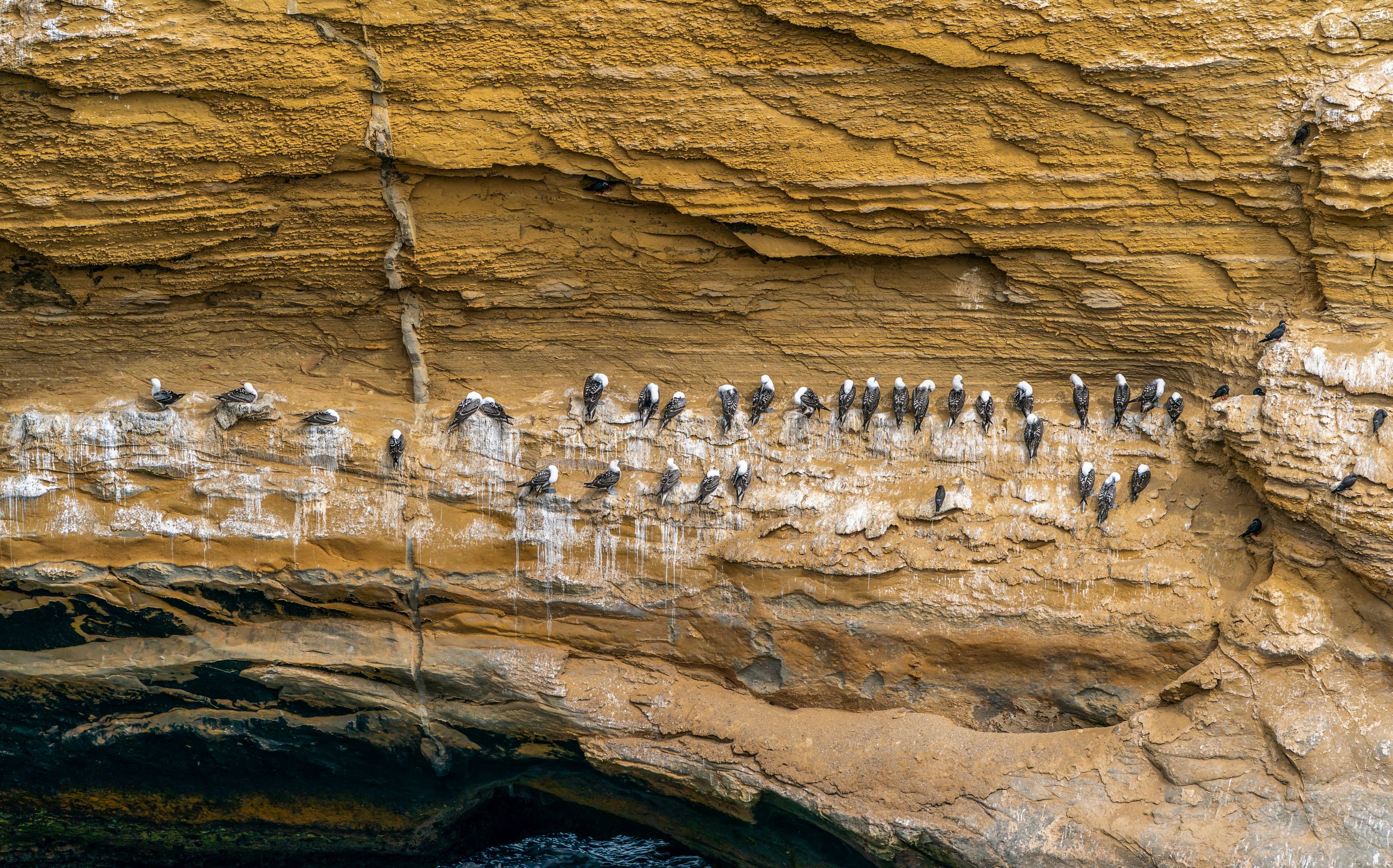 Peruvian boobies resting on an almost vertical cliff.