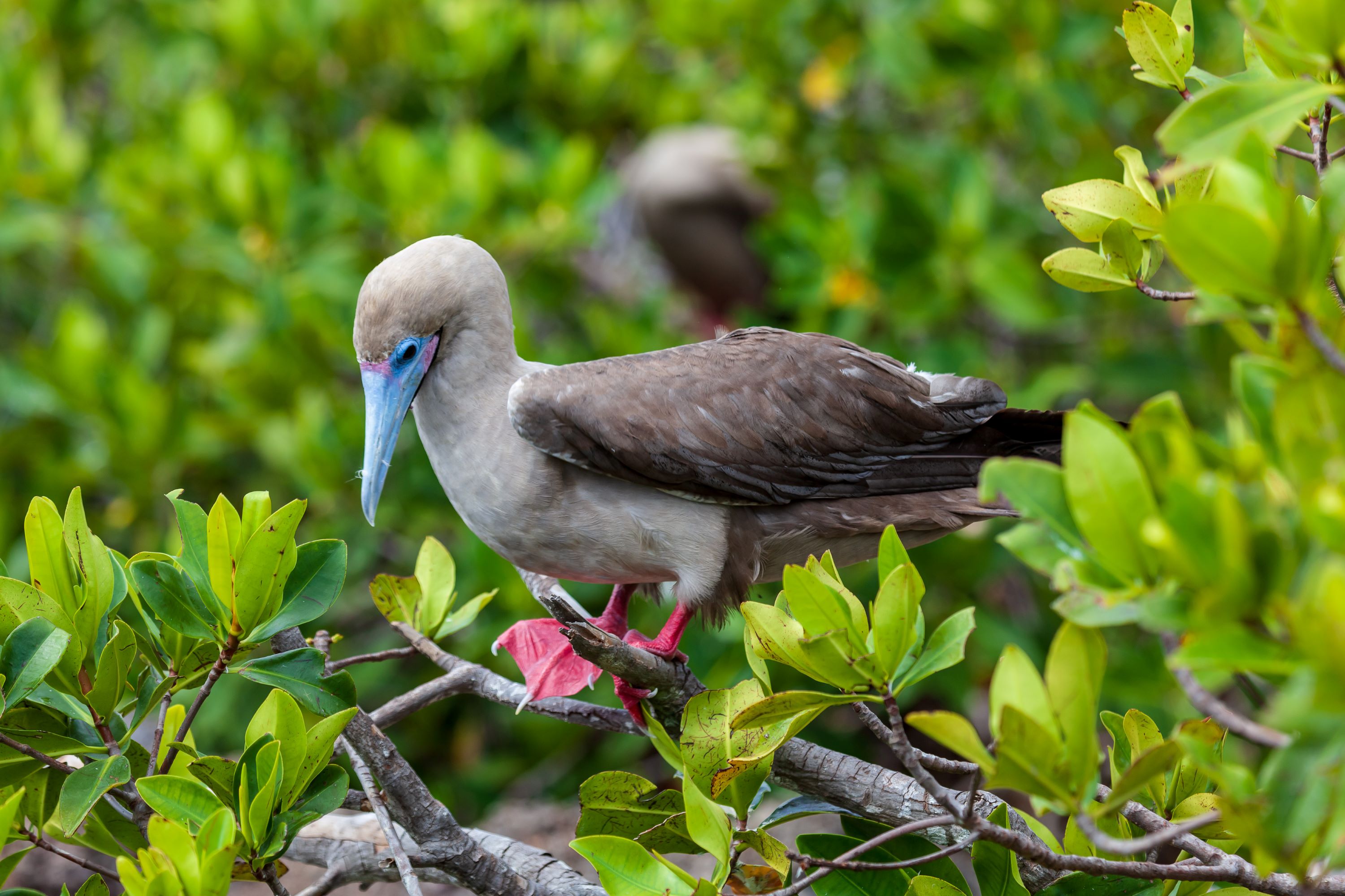 The Red-footed Booby