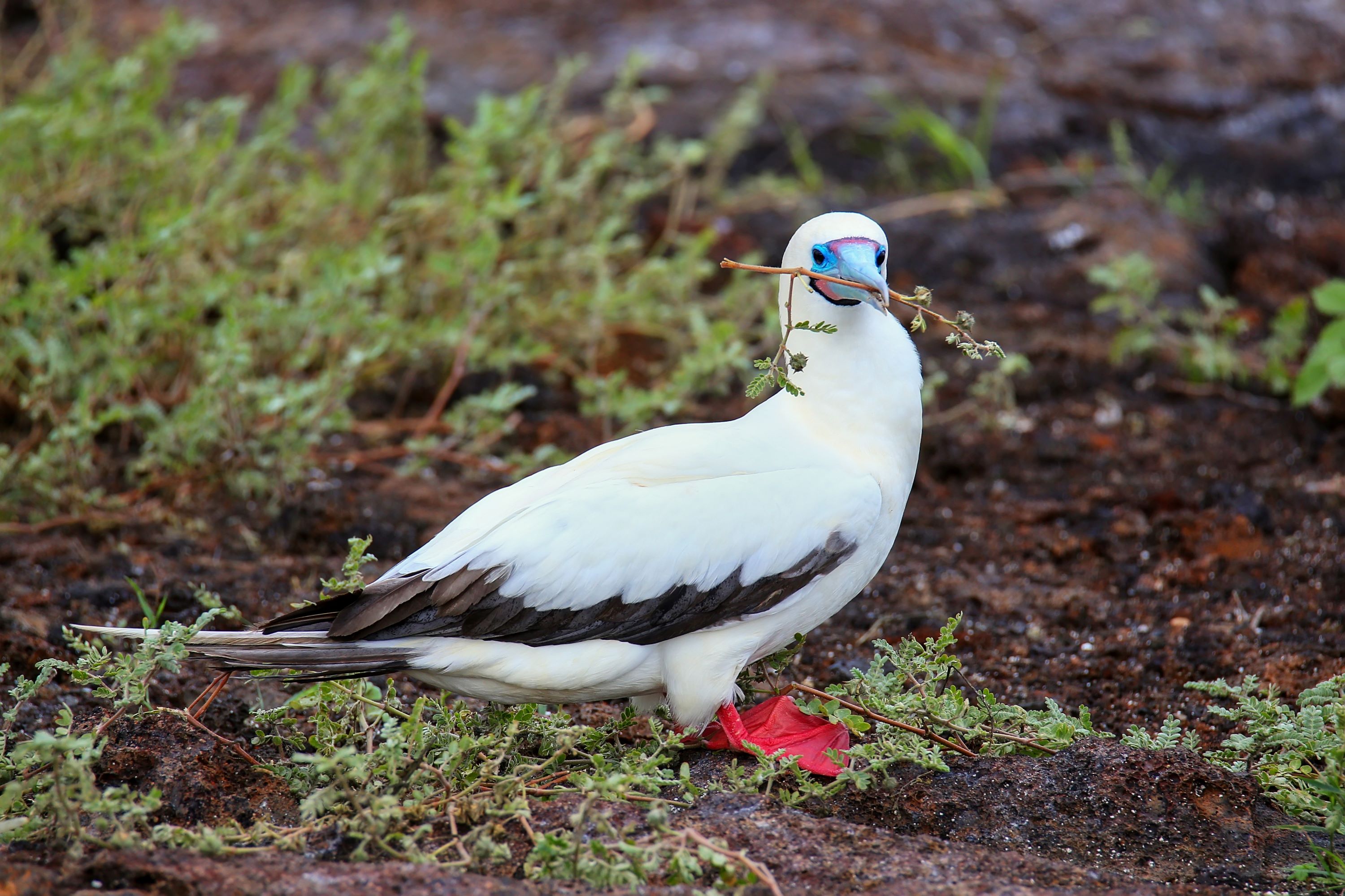 The Red-footed Booby