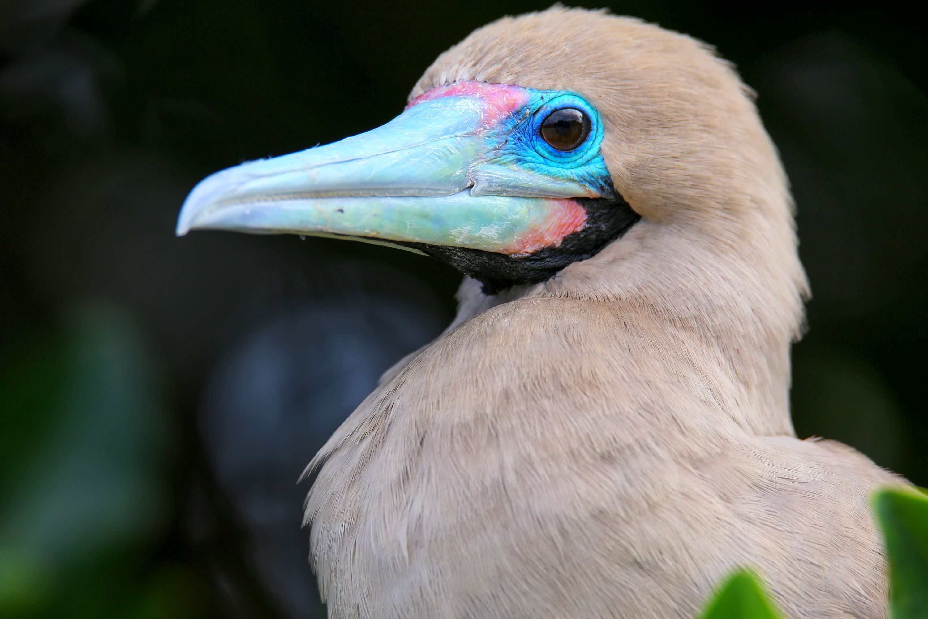 The Red-footed Booby