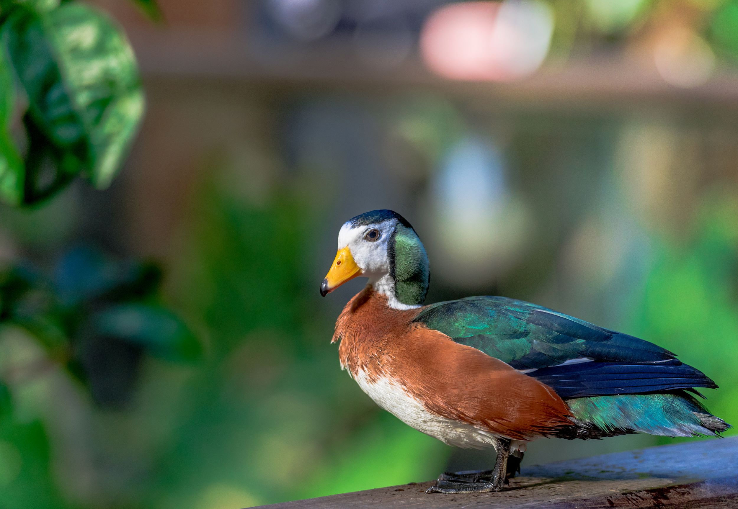 An African Pygmy Goose.