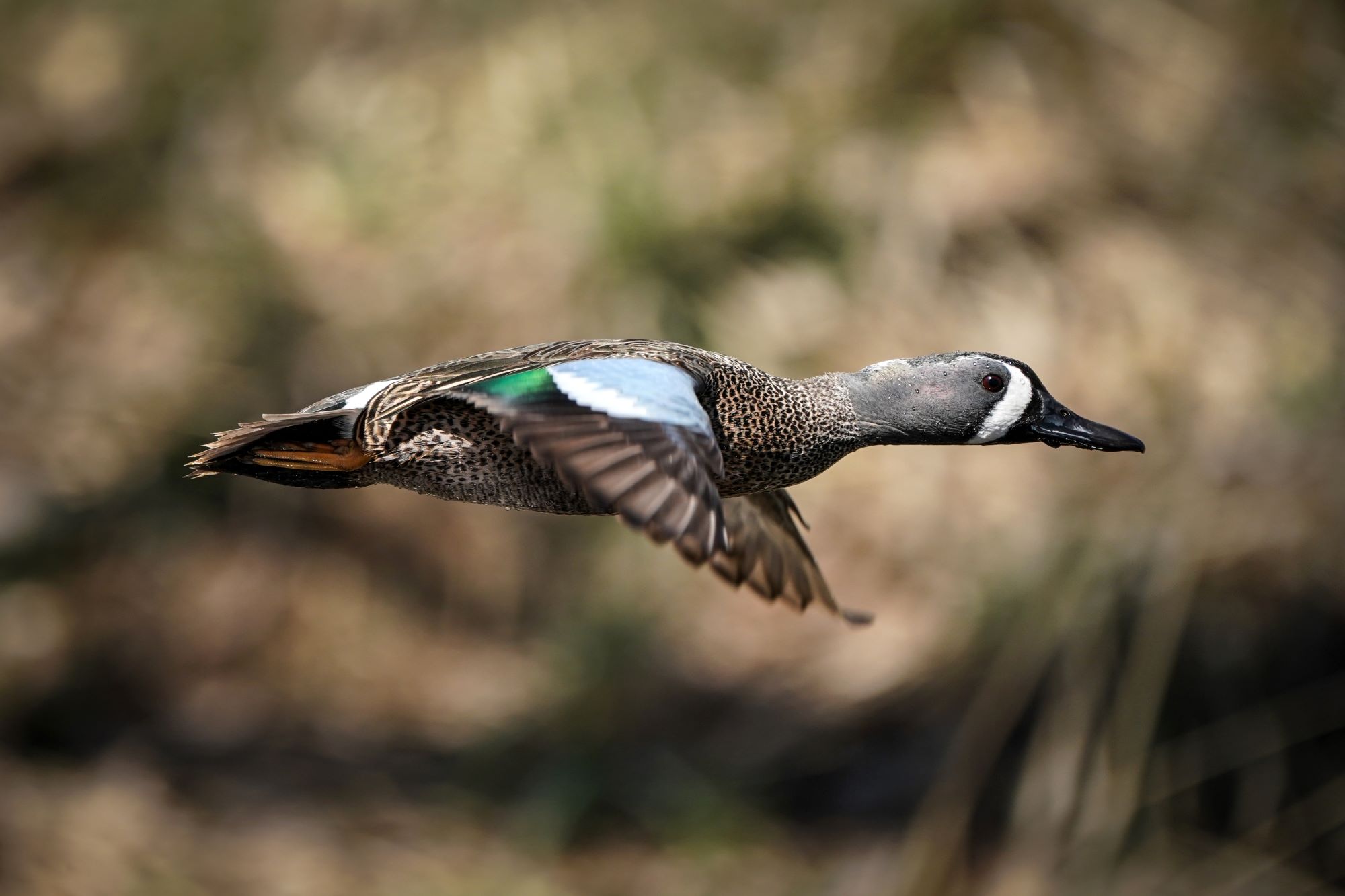 A male Blue-winged Teal in flight.