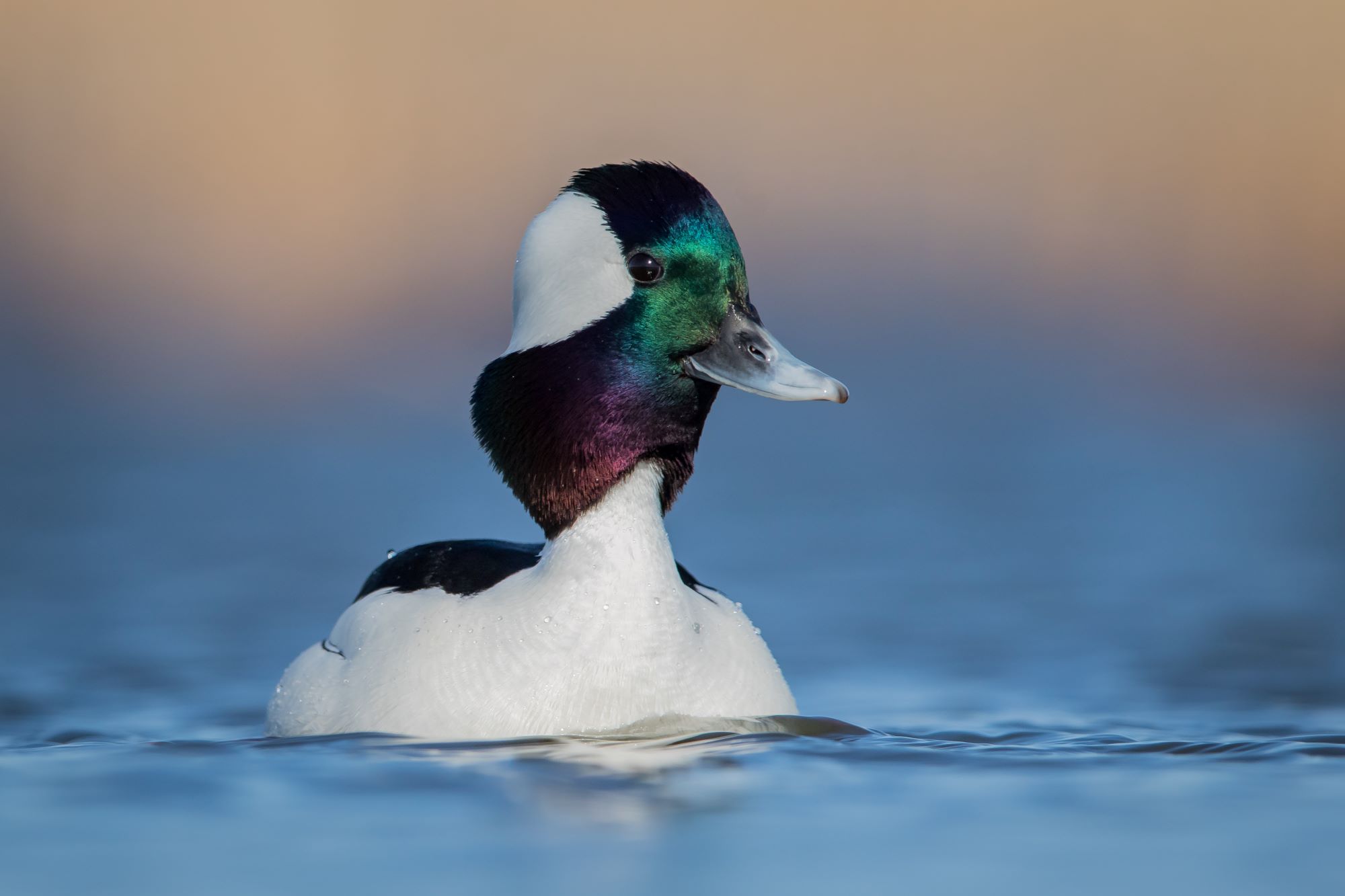 A Male Bufflehead with a stretched neck displaying his iridescent colored head.