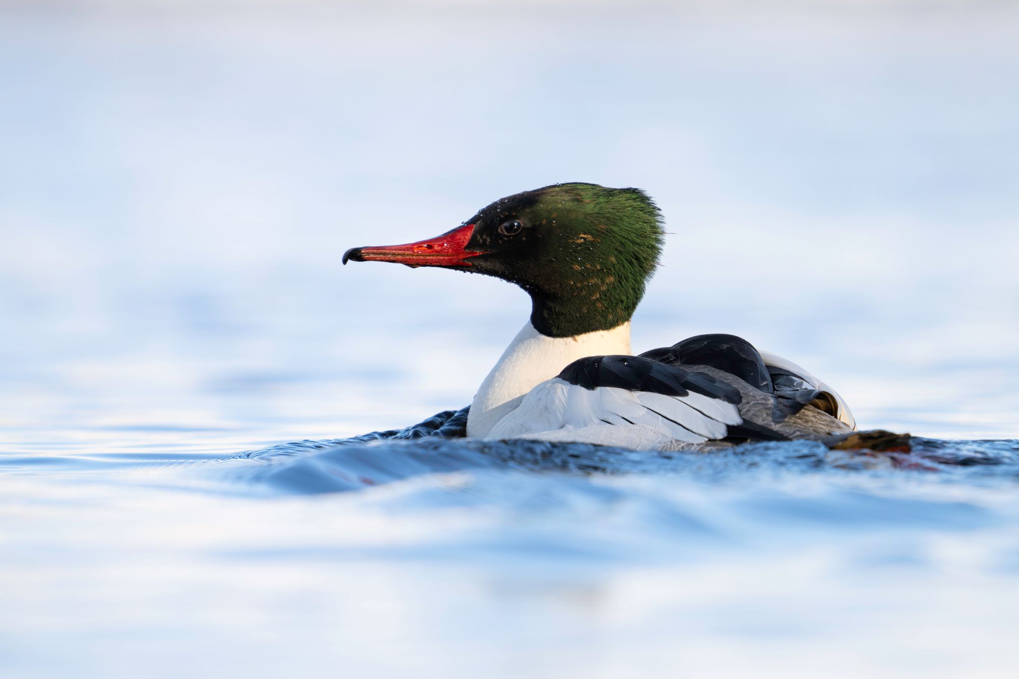 A Common Merganser.