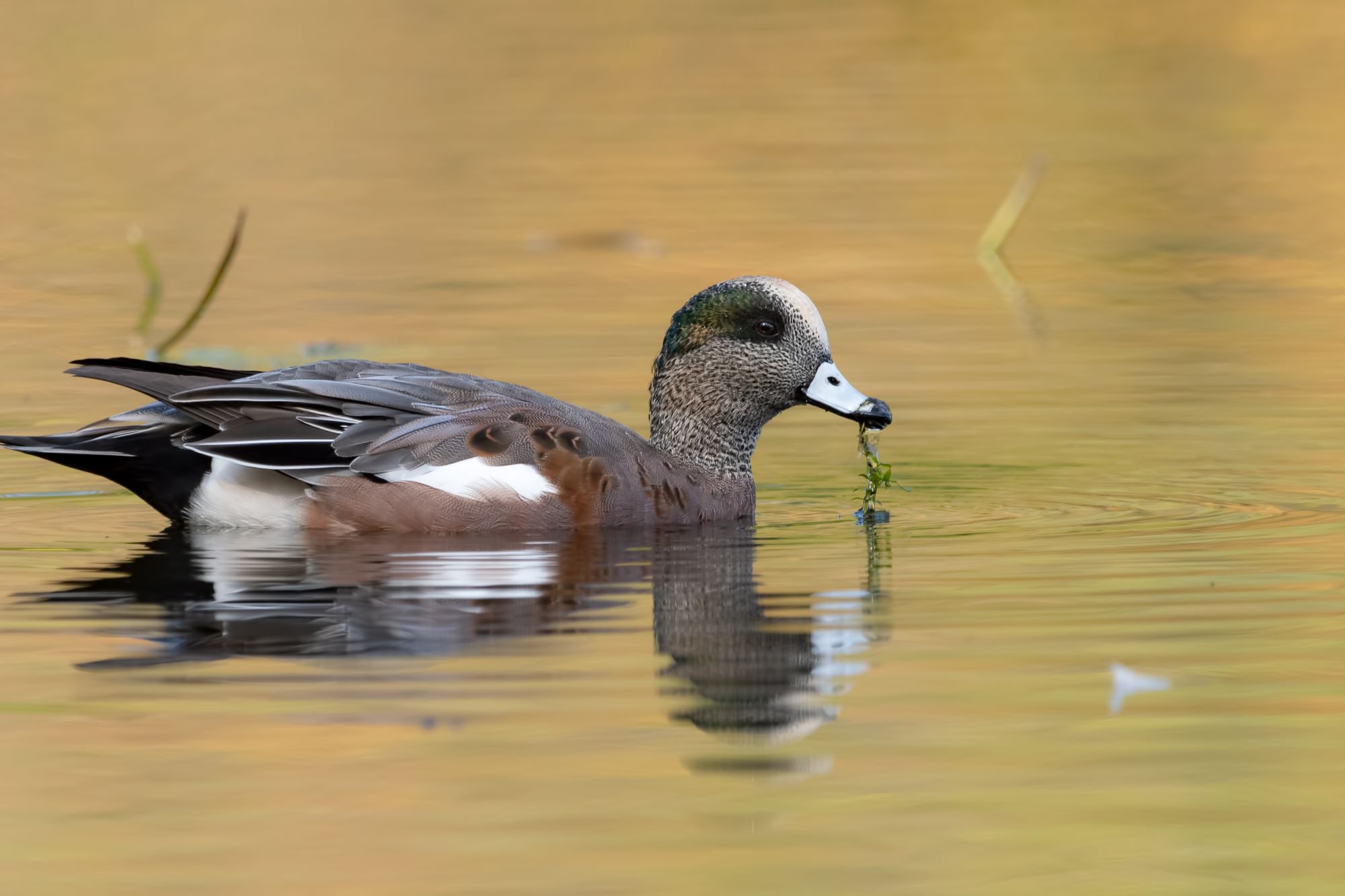 A male American wigeon.