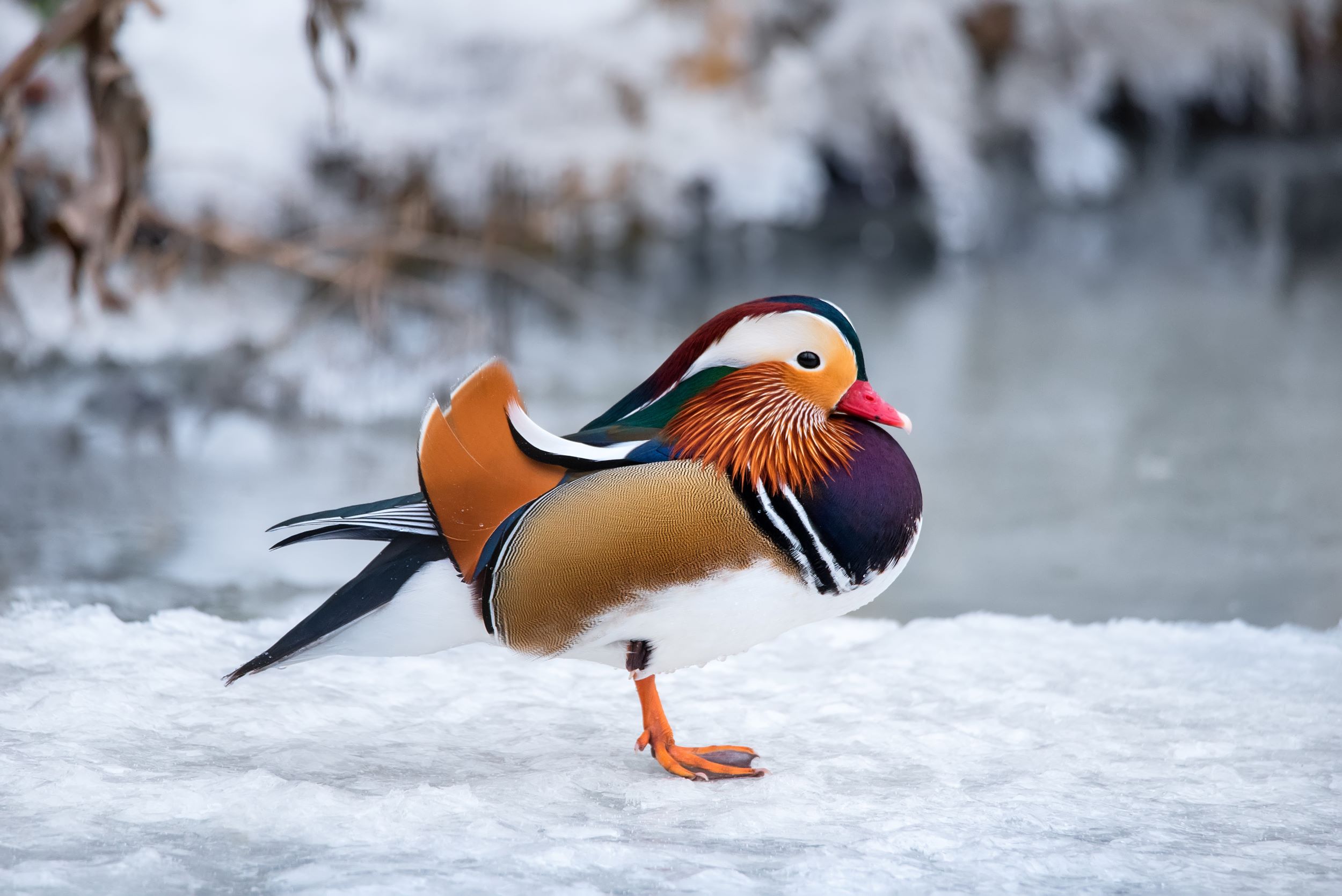 A Mandarin Duck standing on the ice.