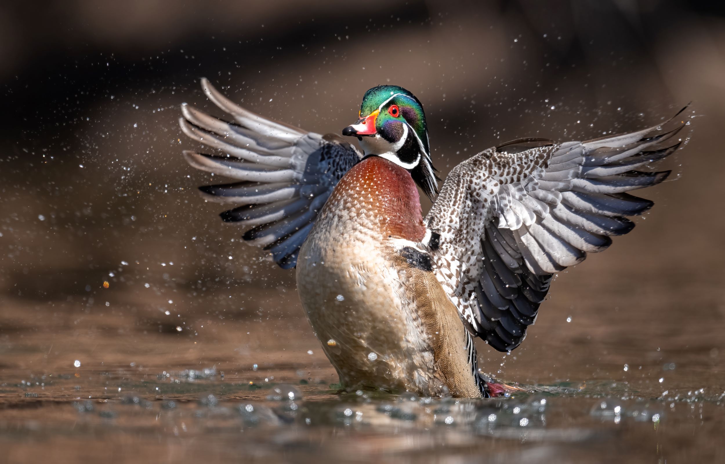 A male Wood Duck spreading it's wings.