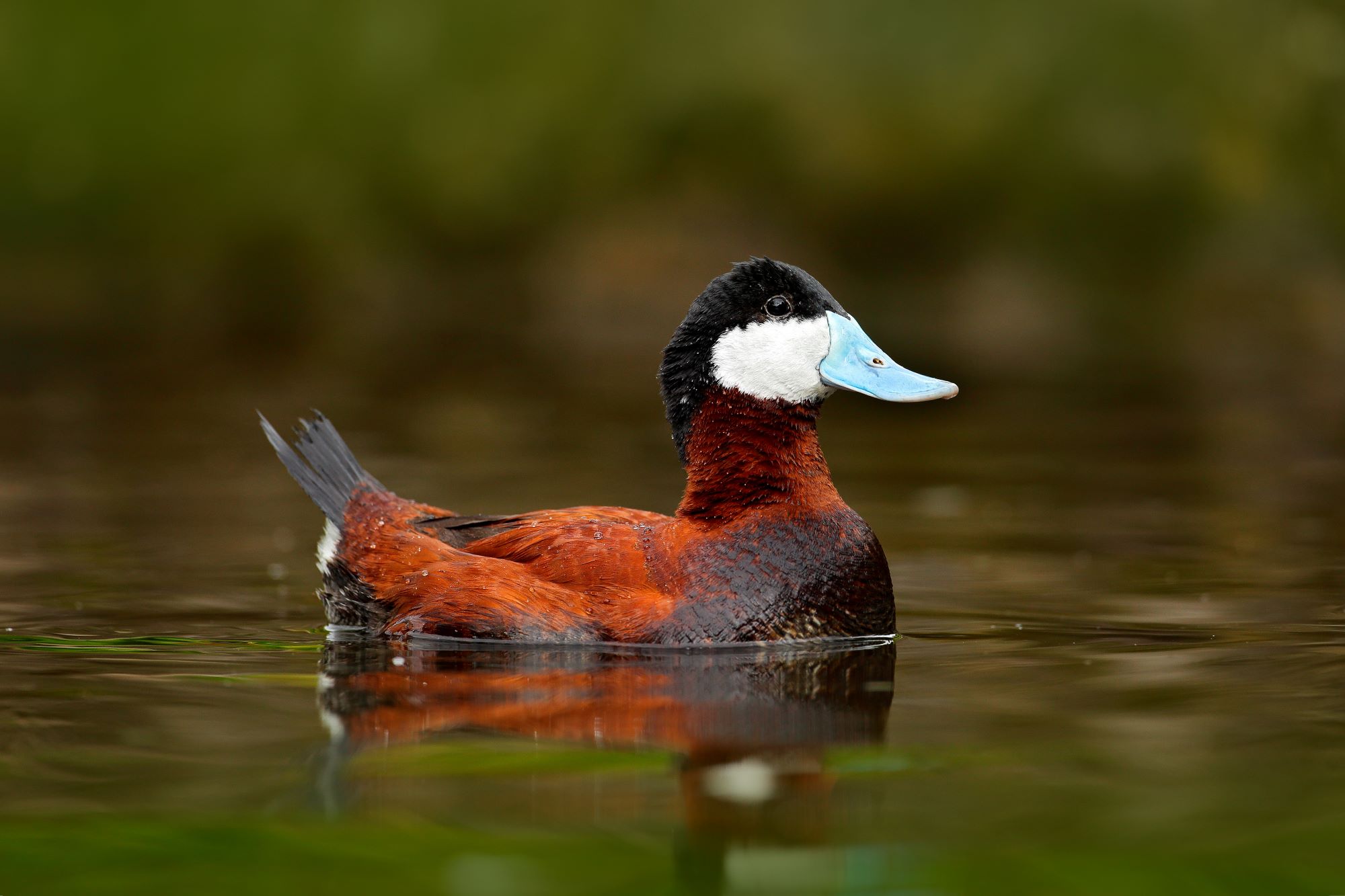 A male ruddy duck.