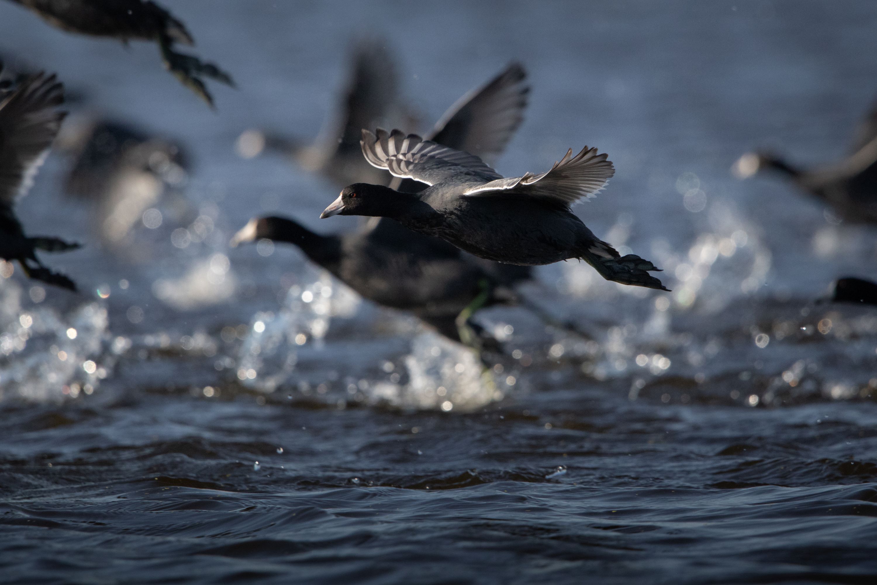 The American Coot