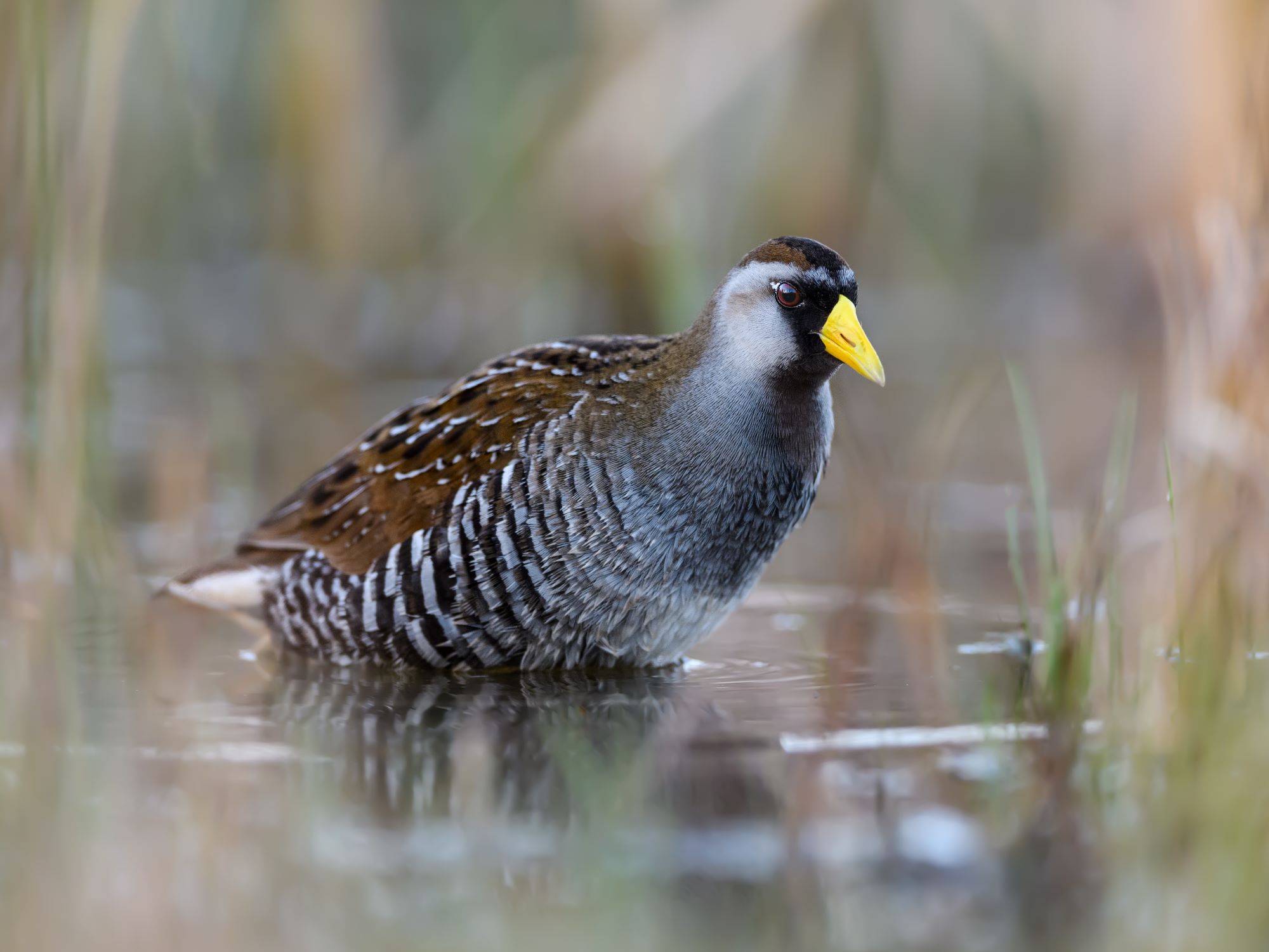 Soras, known scientifically as Porzana carolina, are small, secretive marsh birds that are part of the rail family. In Utah, these birds are known for their elusive nature, often heard but rarely seen, making them a fascinating subject for birdwatchers and nature enthusiasts. Their presence in the state’s wetlands adds a layer of intrigue and diversity to Utah's rich birdlife.