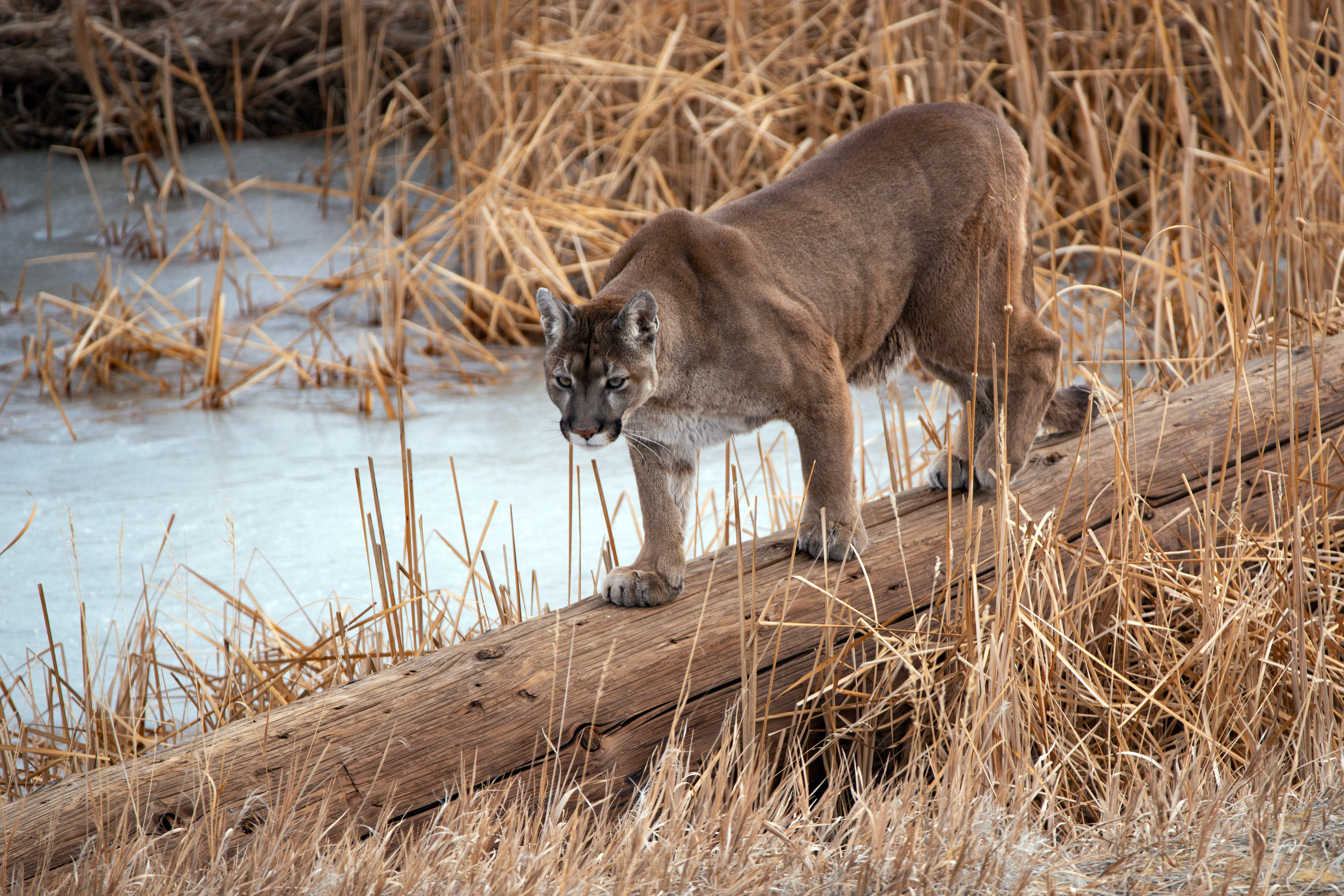 A cougar in winter.