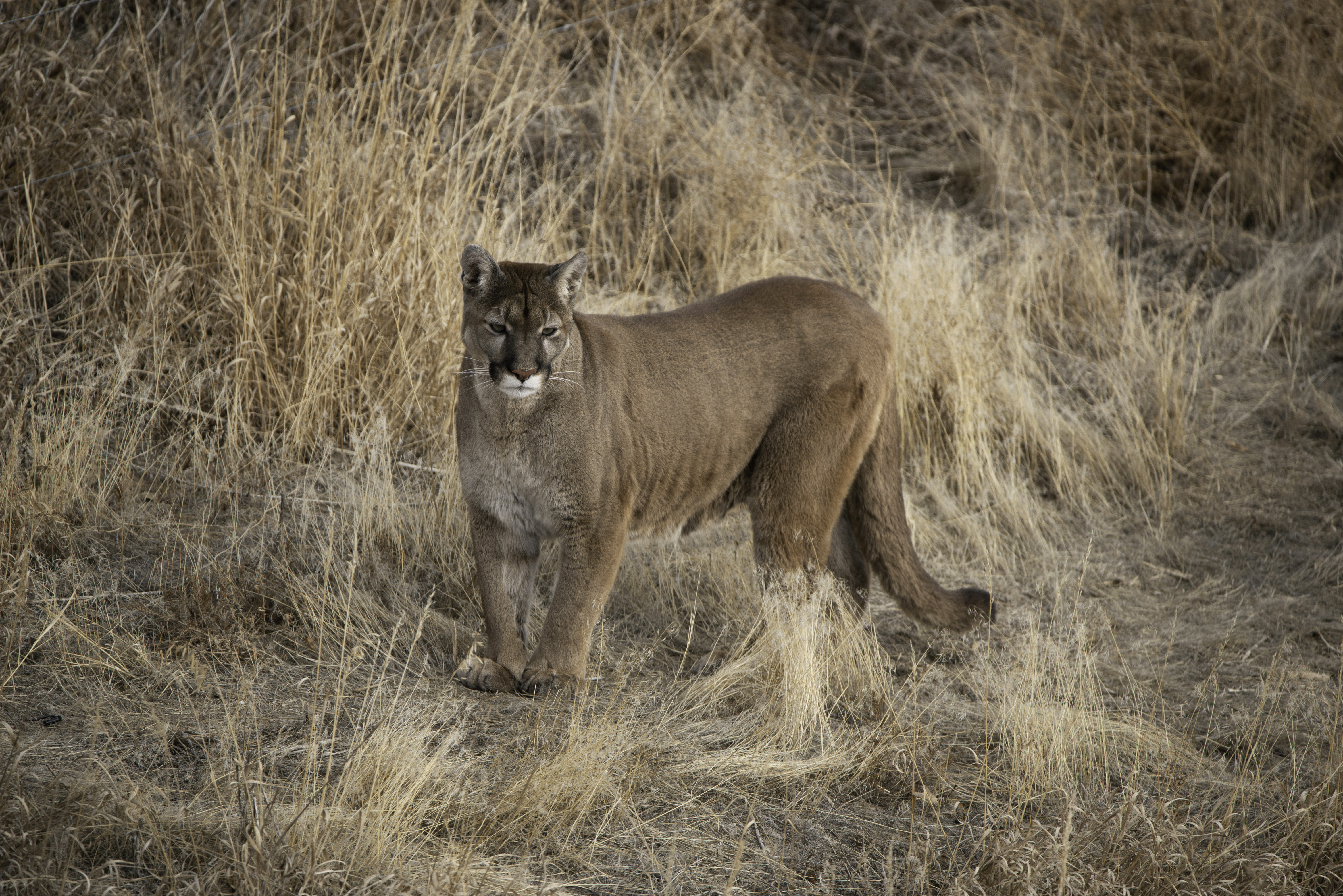 Cougars blend in well with their enviroment.