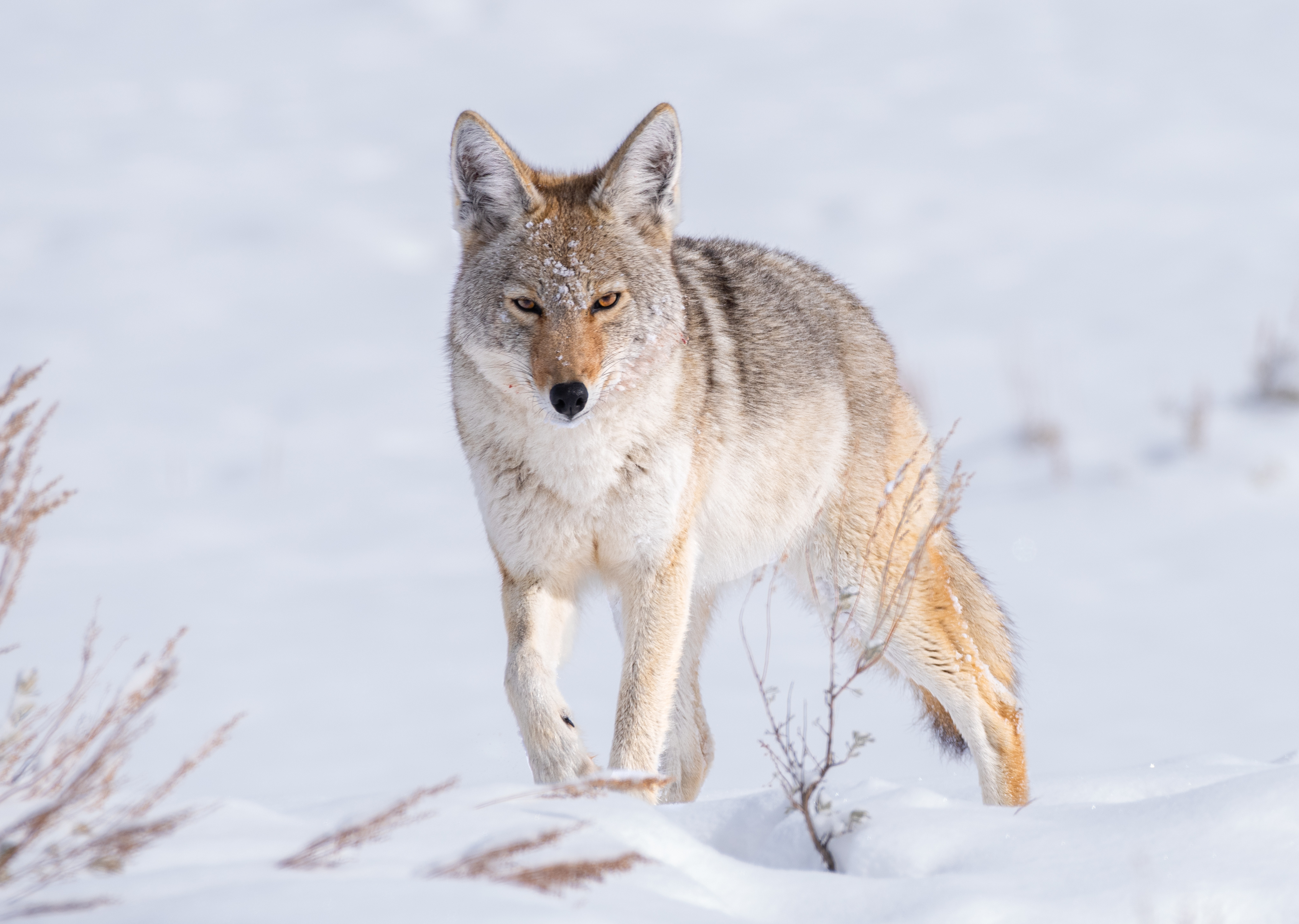 The coyote is common throughout Utah, they are heard more often than they are seen.