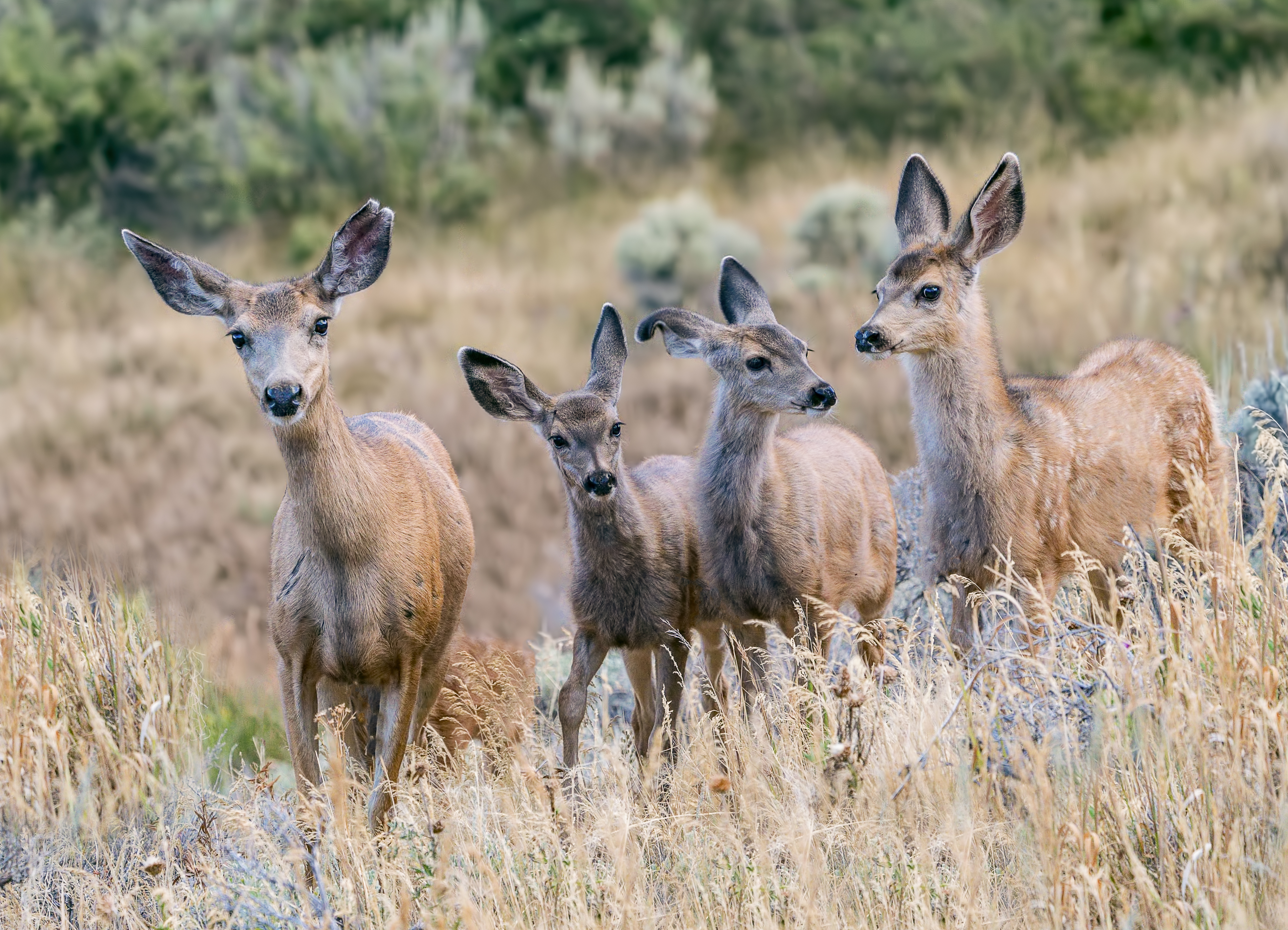 A family of mule deer in the summer .