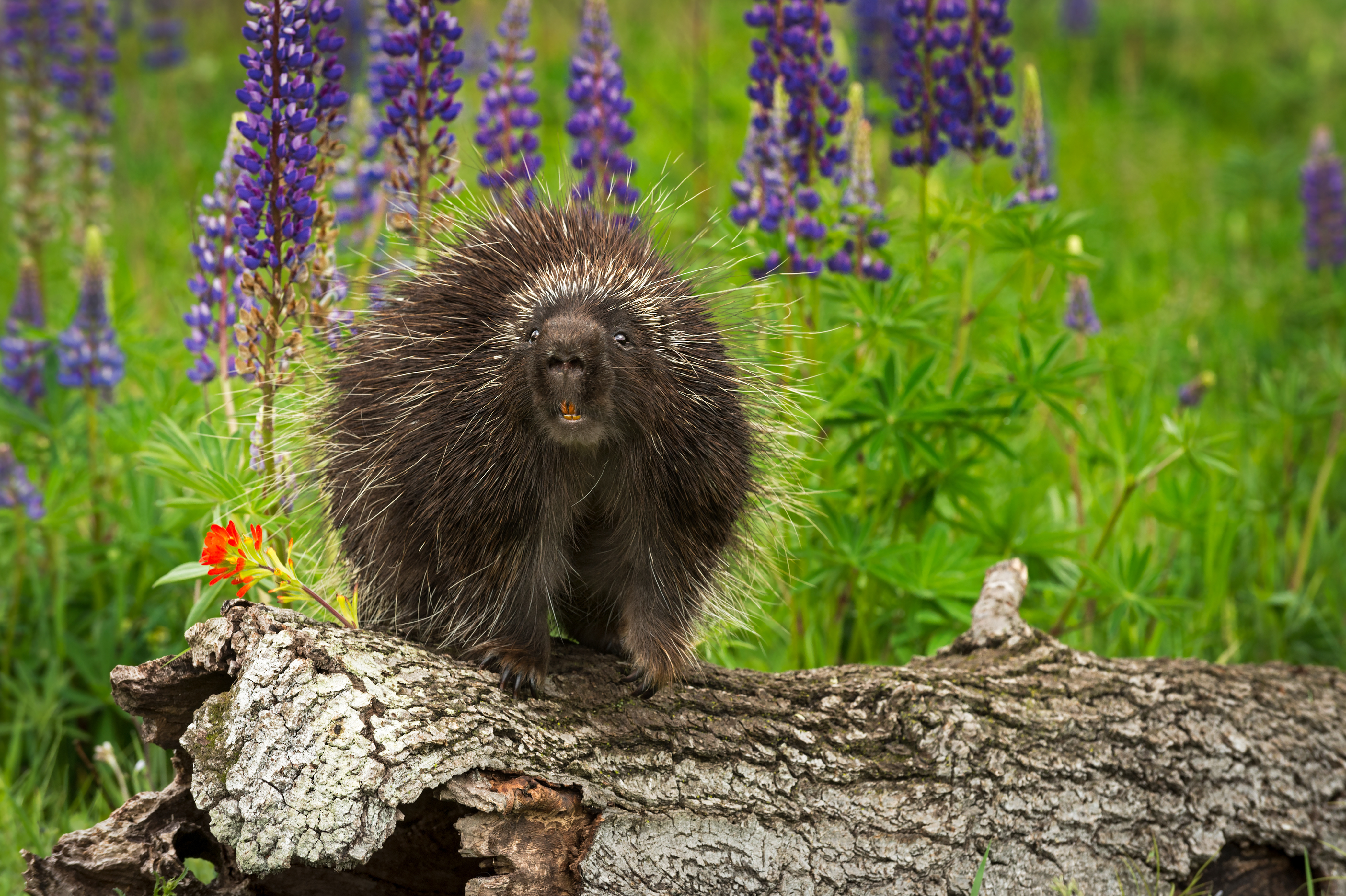 A North American porcupine sitting on a log.