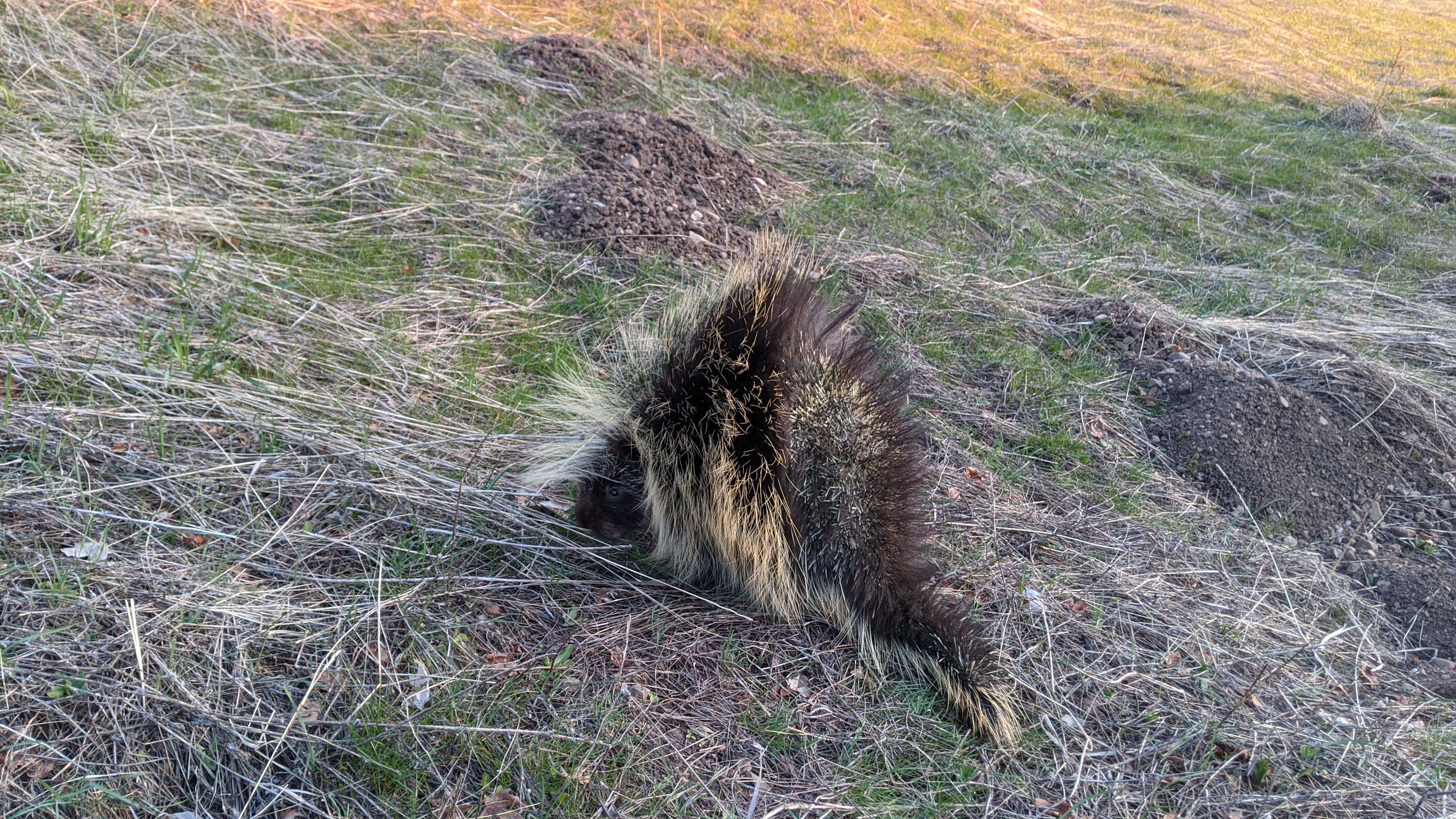 A North American porcupine foraging near the Bonneville Shoreline Trail in North Salt Lake.