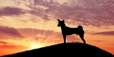 A dog standing in the sunset