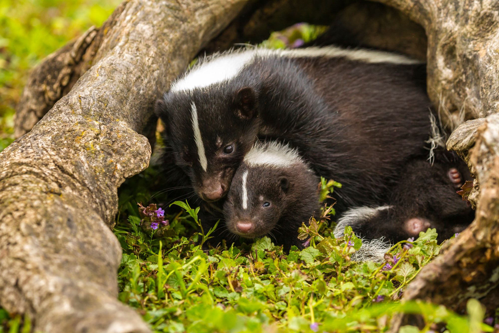 Striped skunk in spring.